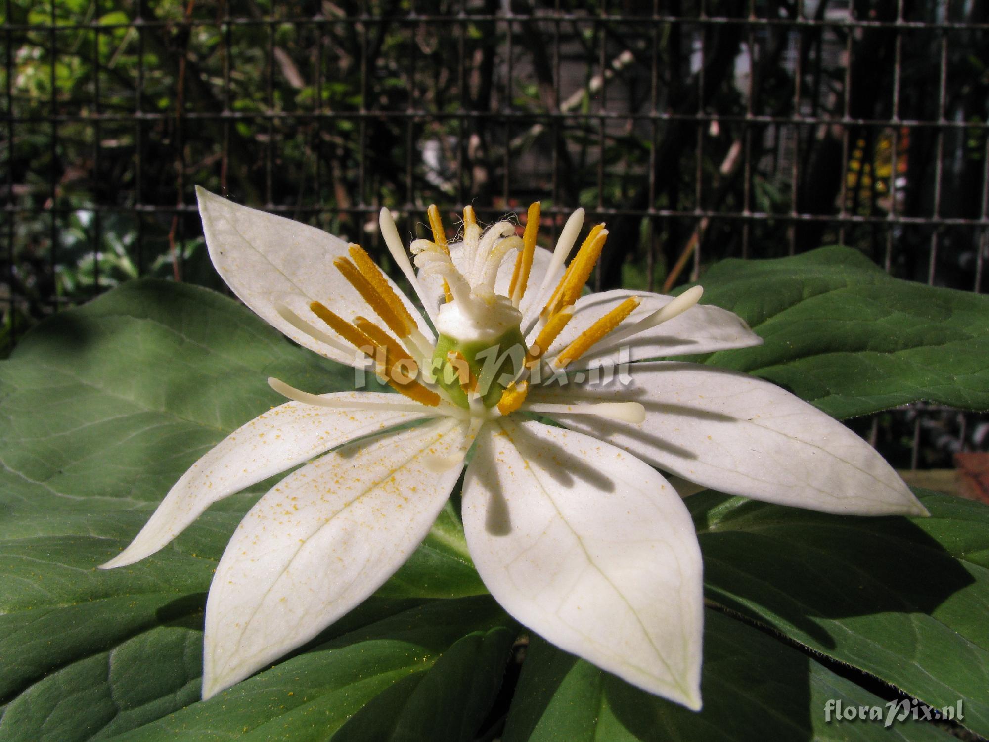 Kinugasa japonica