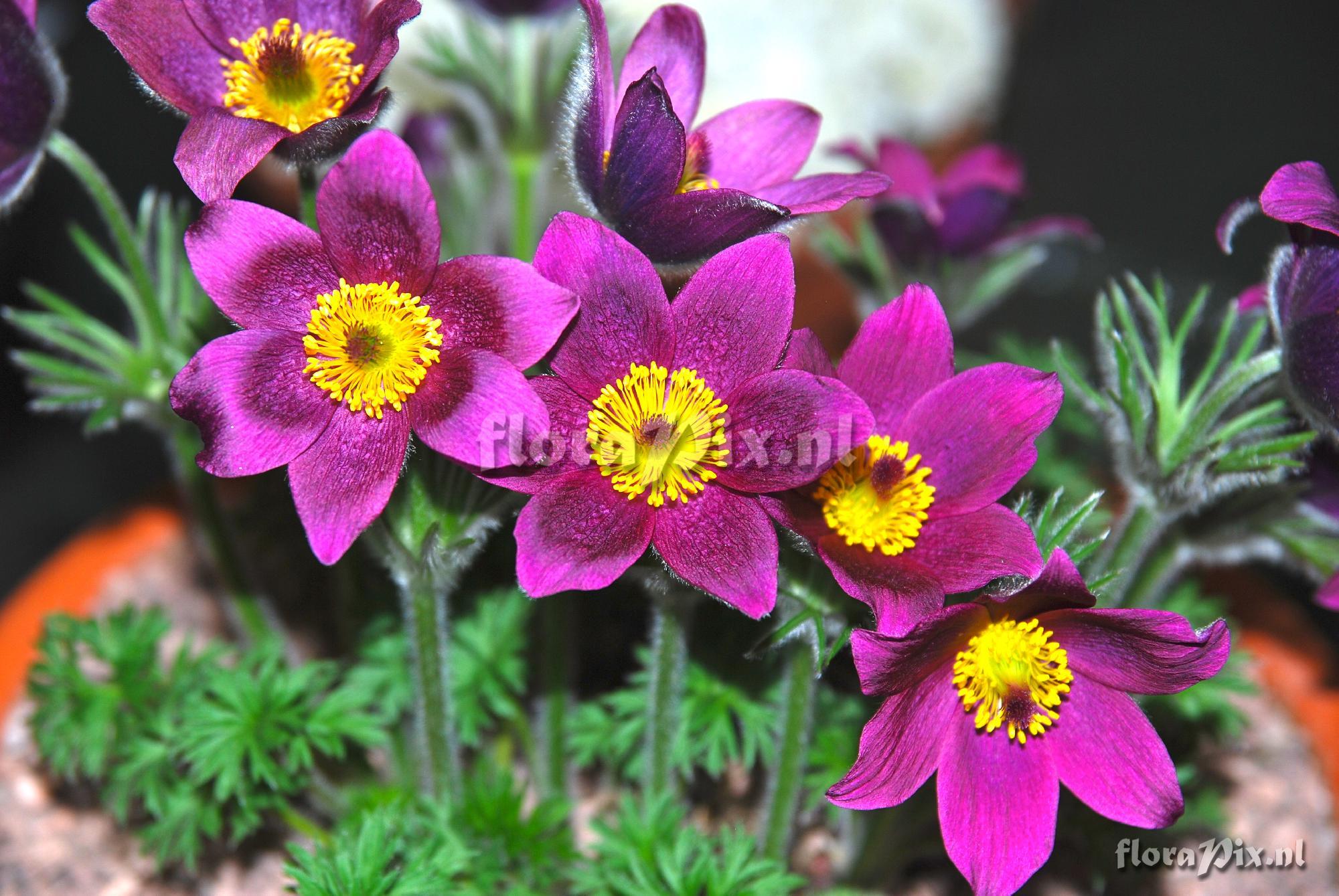 Pulsatilla halleri hybrid