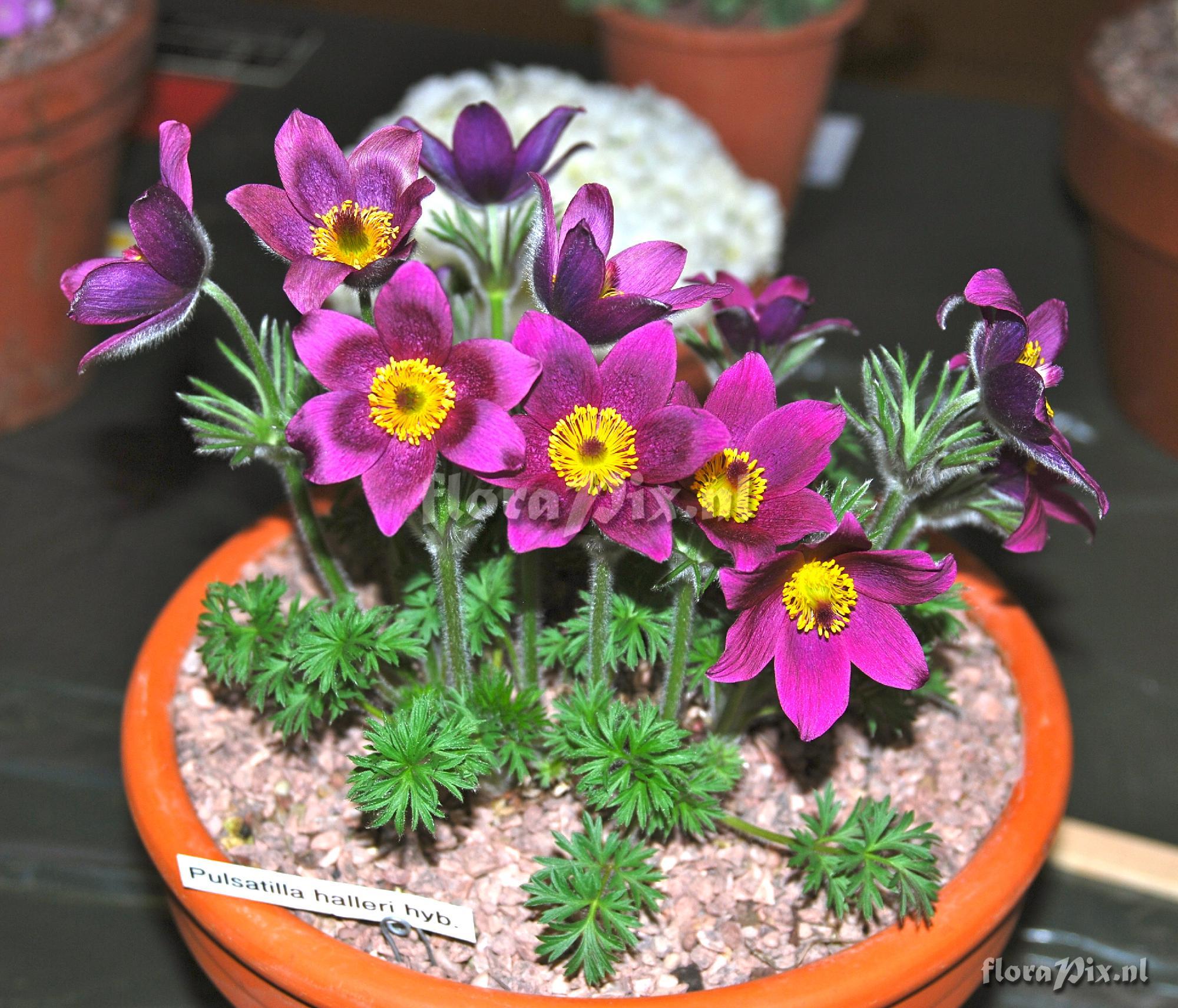 Pulsatilla halleri hybrid