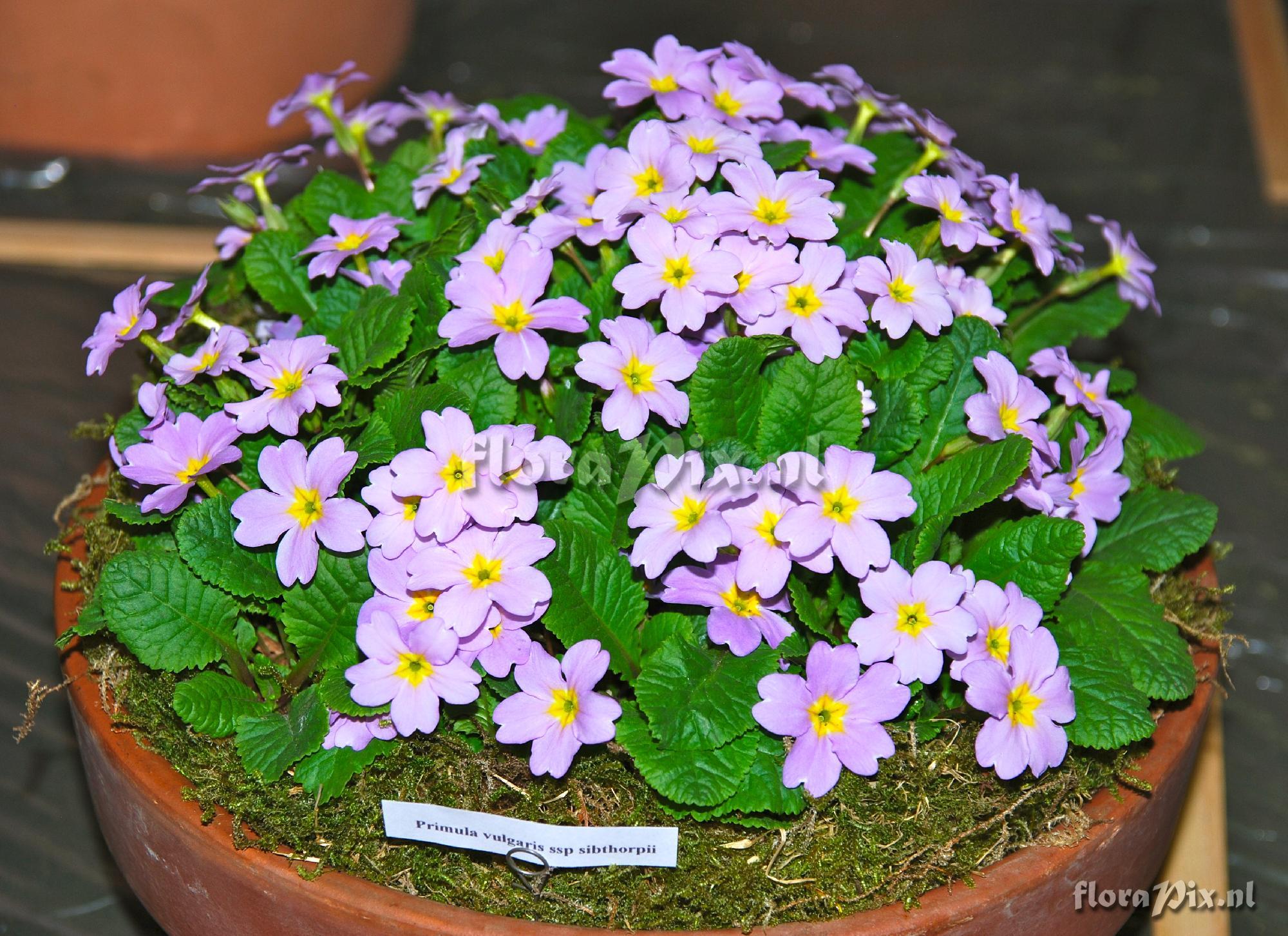 Primula vulgaris ssp. sibthorpii