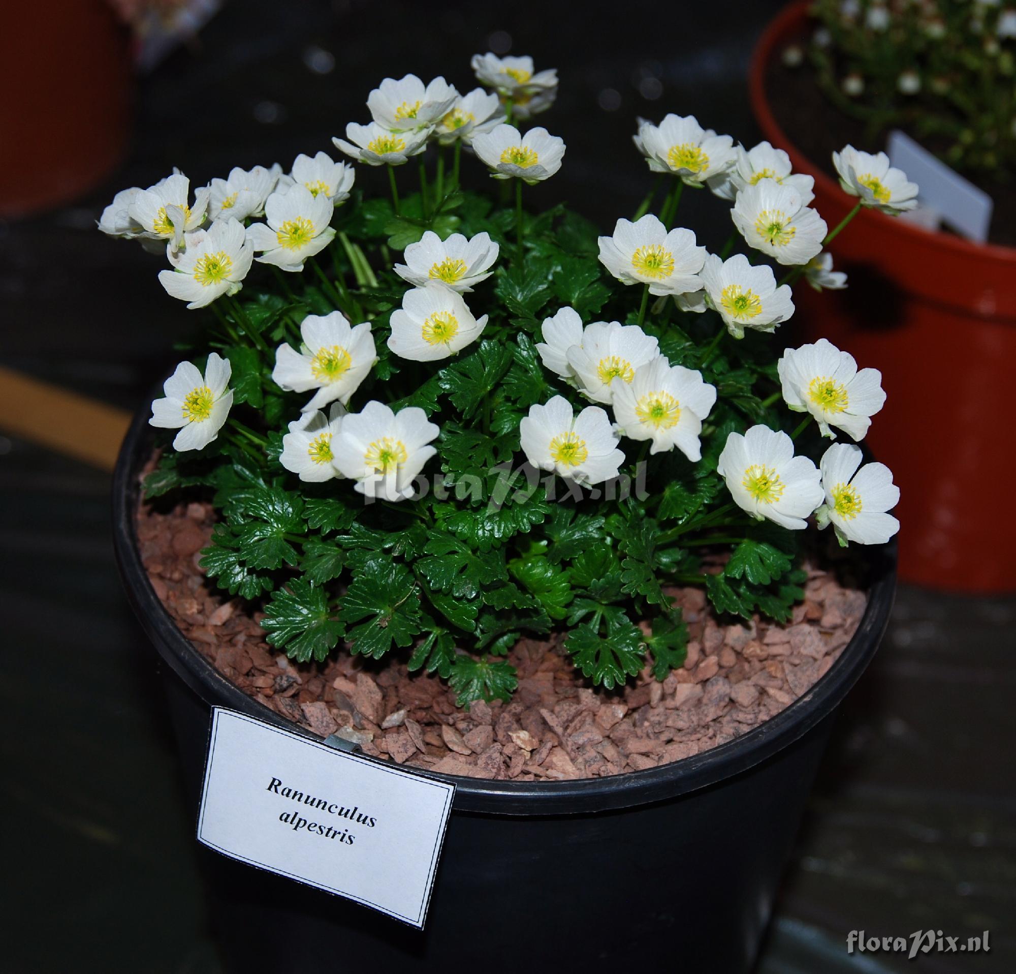 Ranunculus alpestris