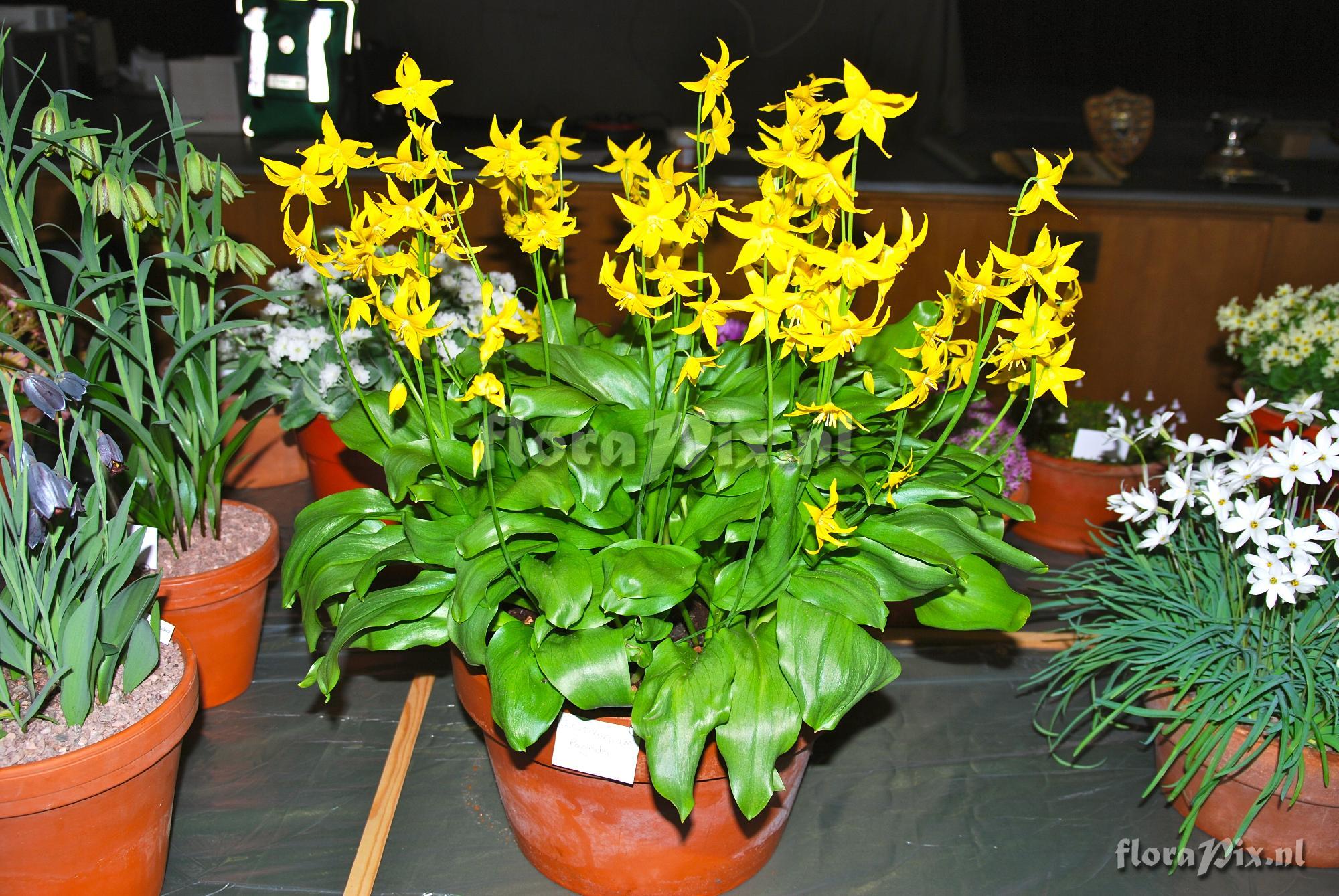 Erythronium 