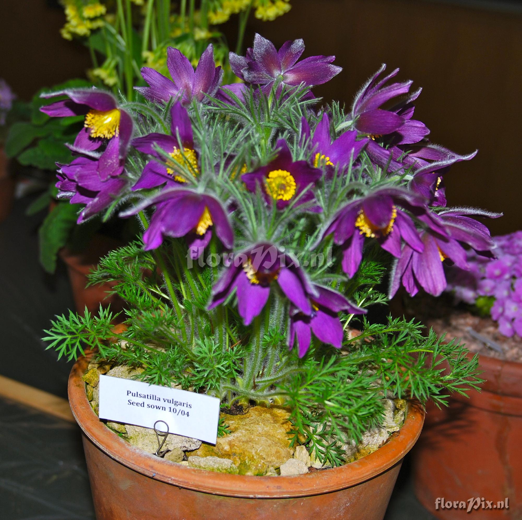 Pulsatilla vulgaris