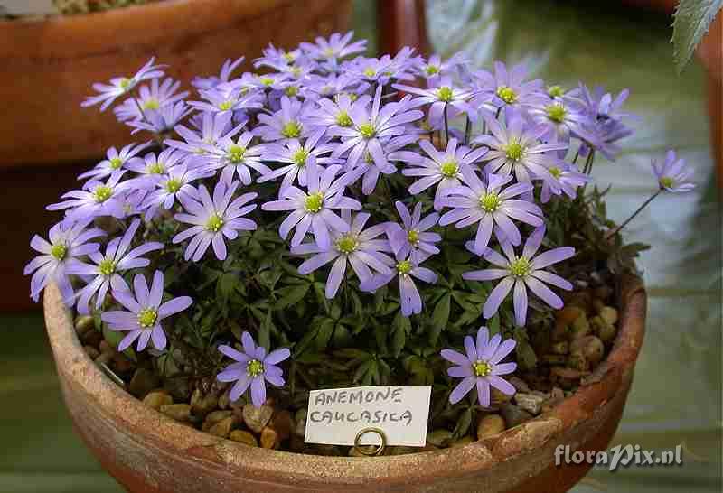 Anemone caucasica