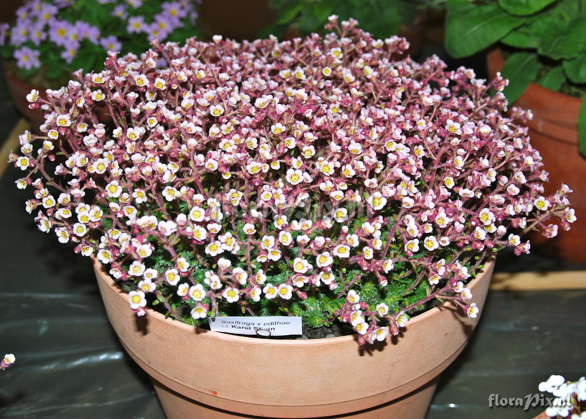 Saxifraga x edithiae cf Karel Stivin