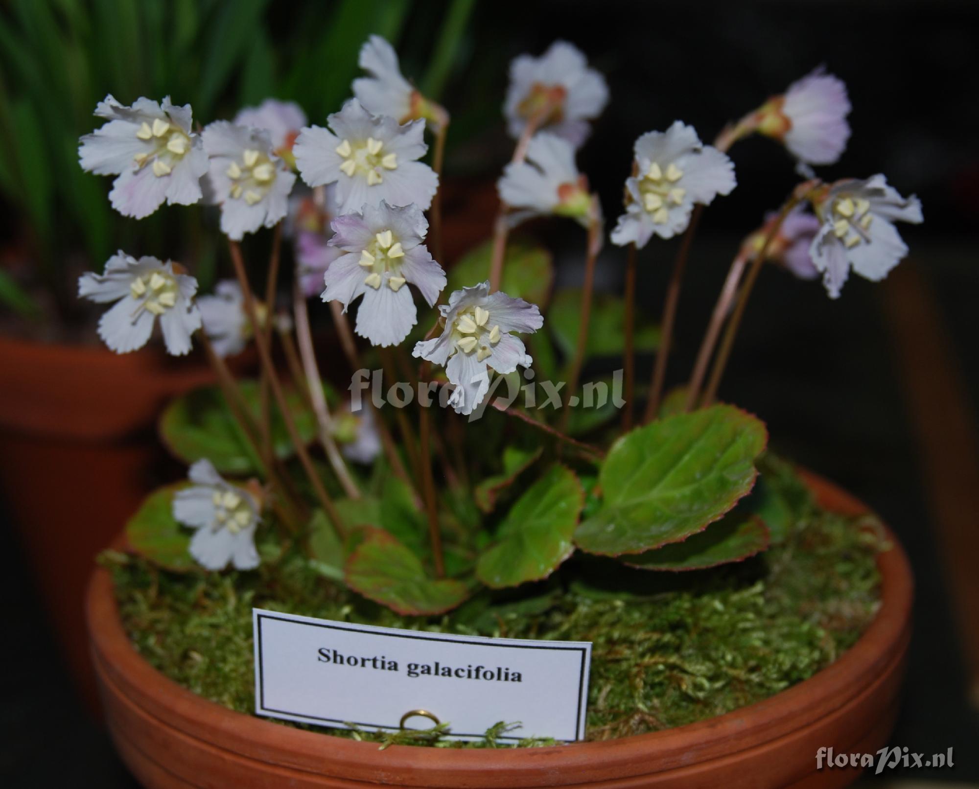 Shortia galacifolia