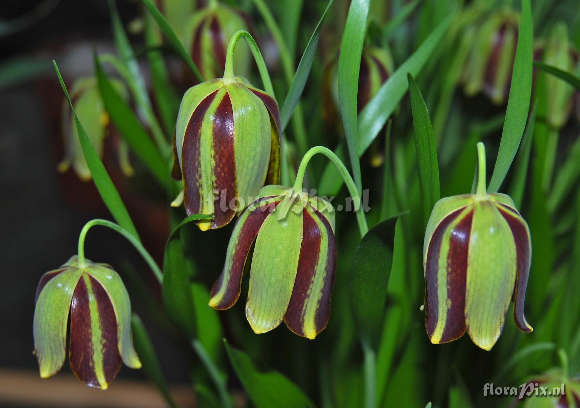 Fritillaria acmopetala?