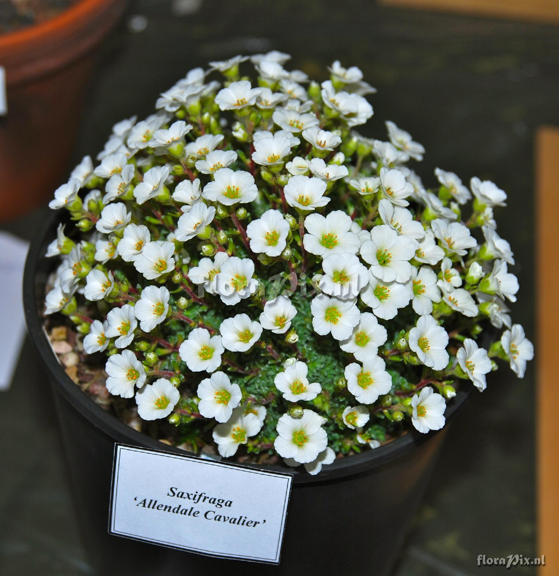 Saxifraga Allendale Cavalier