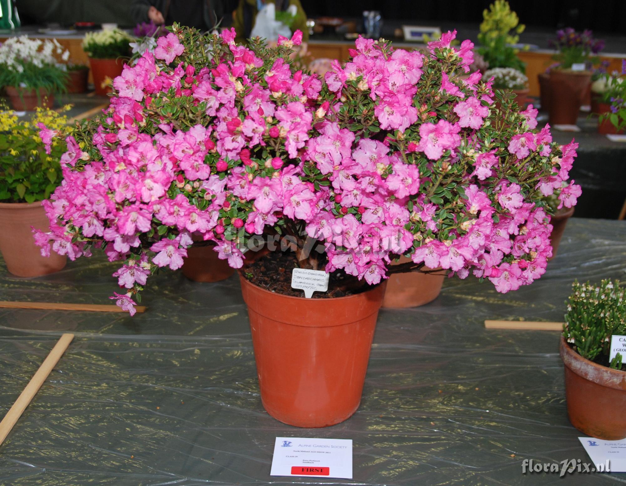 Rhododendron dendrocharis 