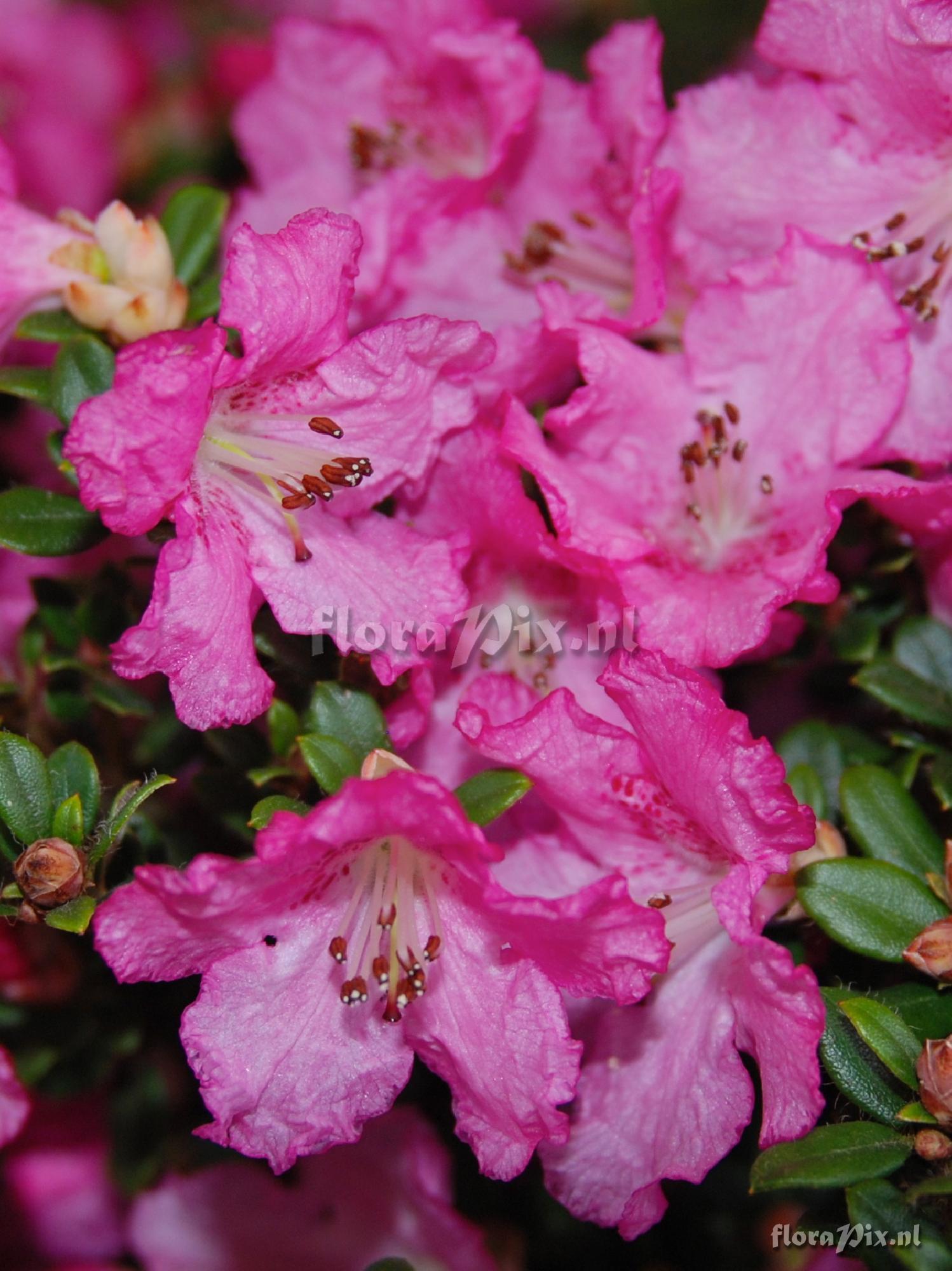 Rhododendron dendrocharis 