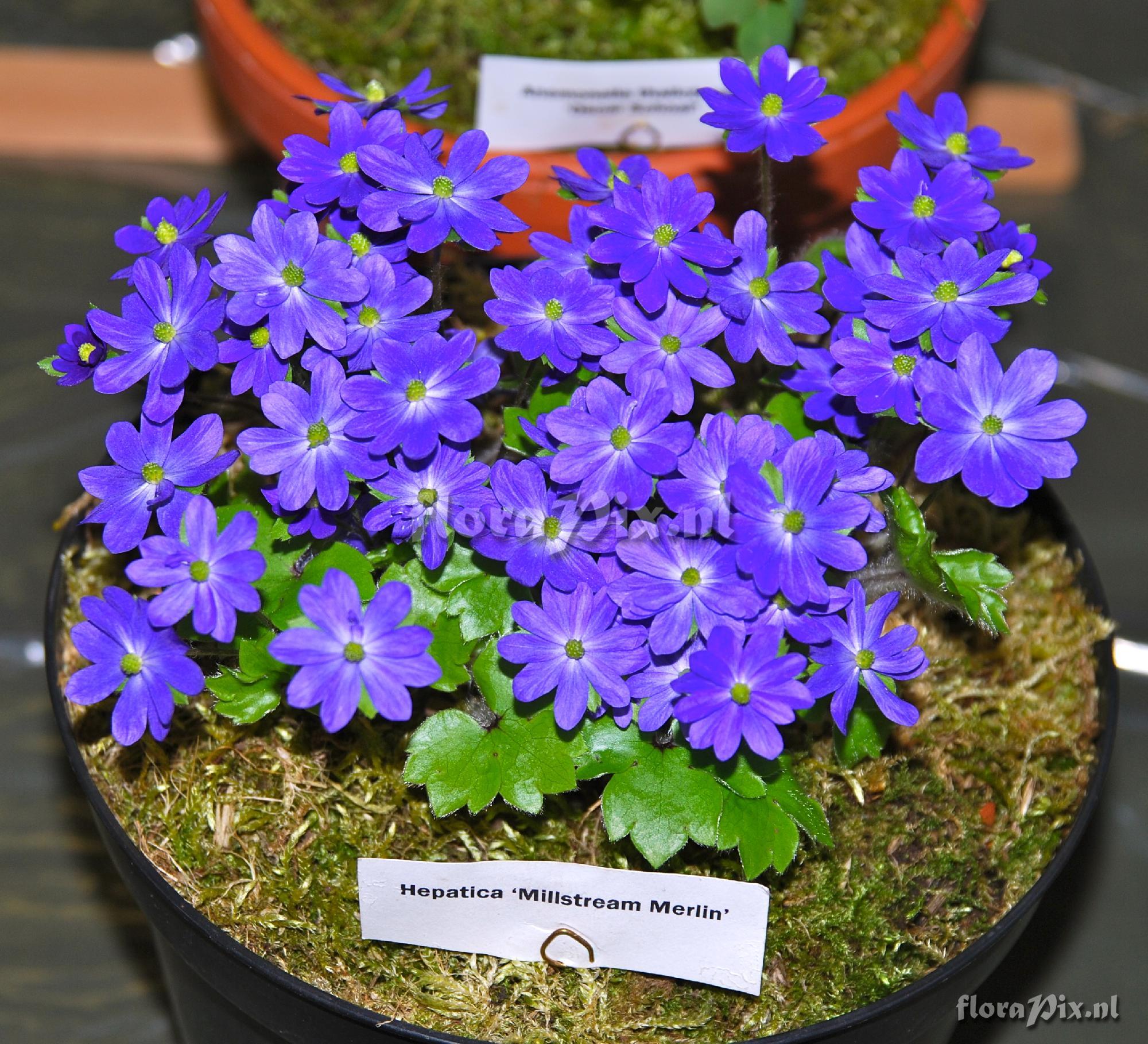 Hepatica 