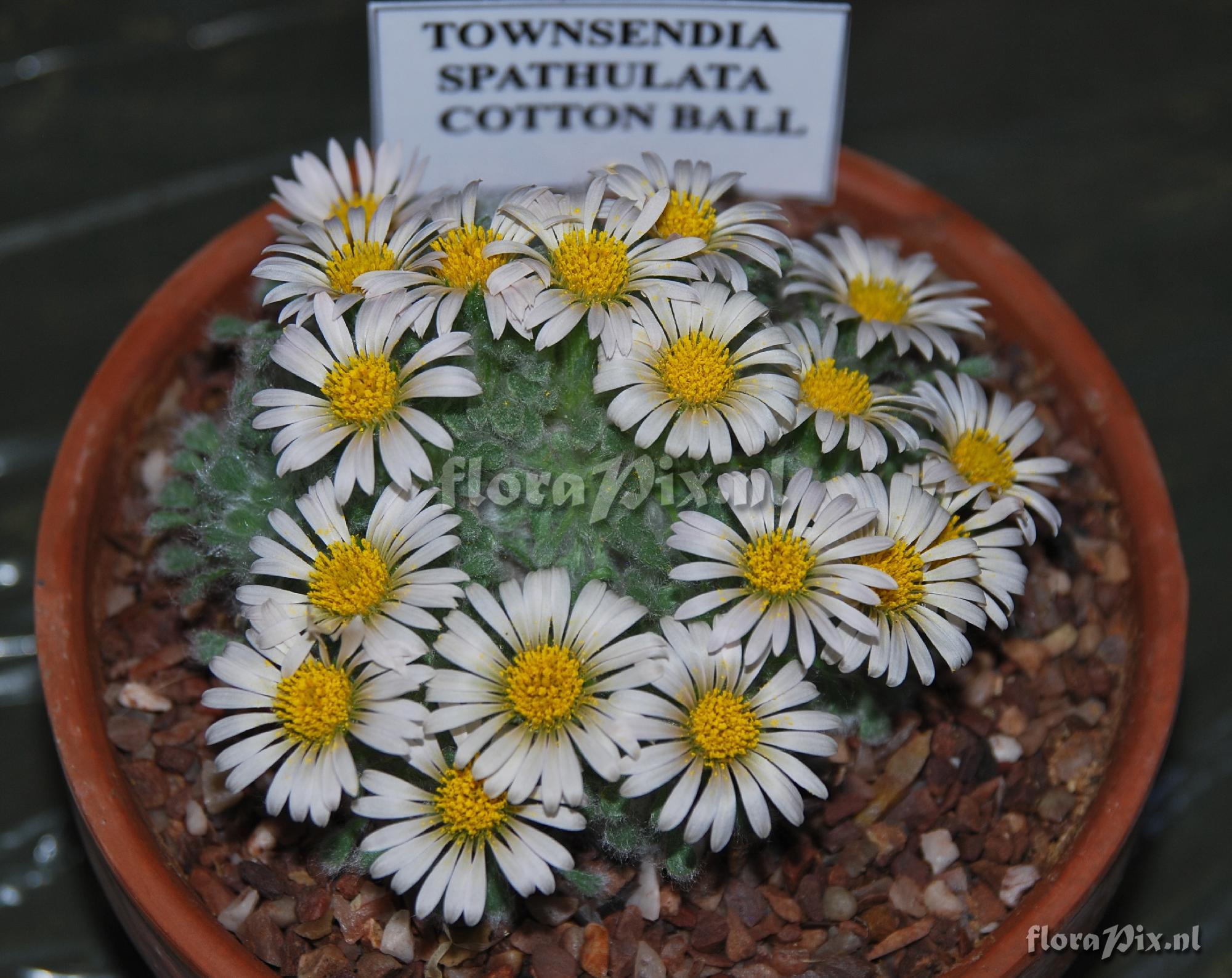 Townsendia spathulata Cotton Ball