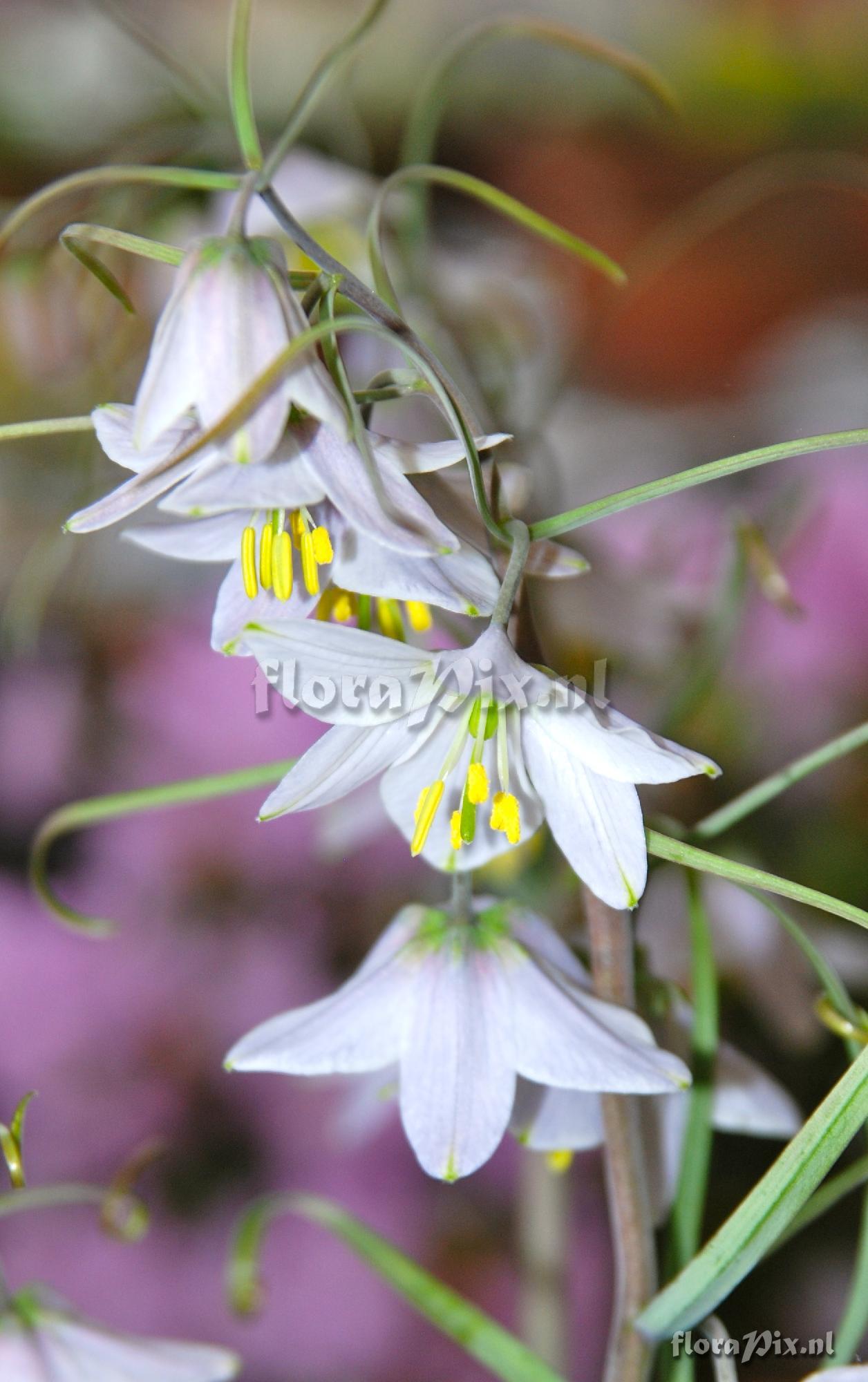 Fritillaria yuminensis roseoflora