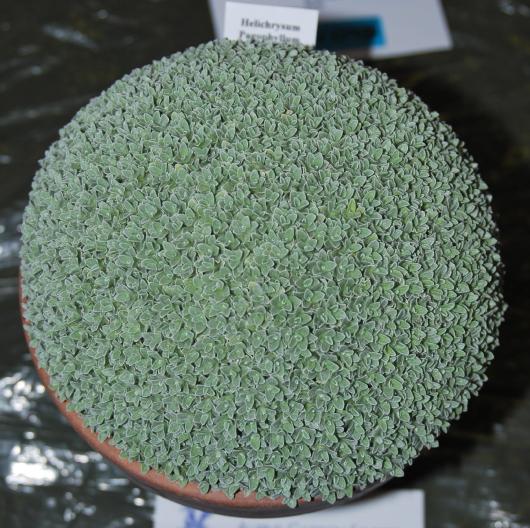 Helichrysum pagophyllum