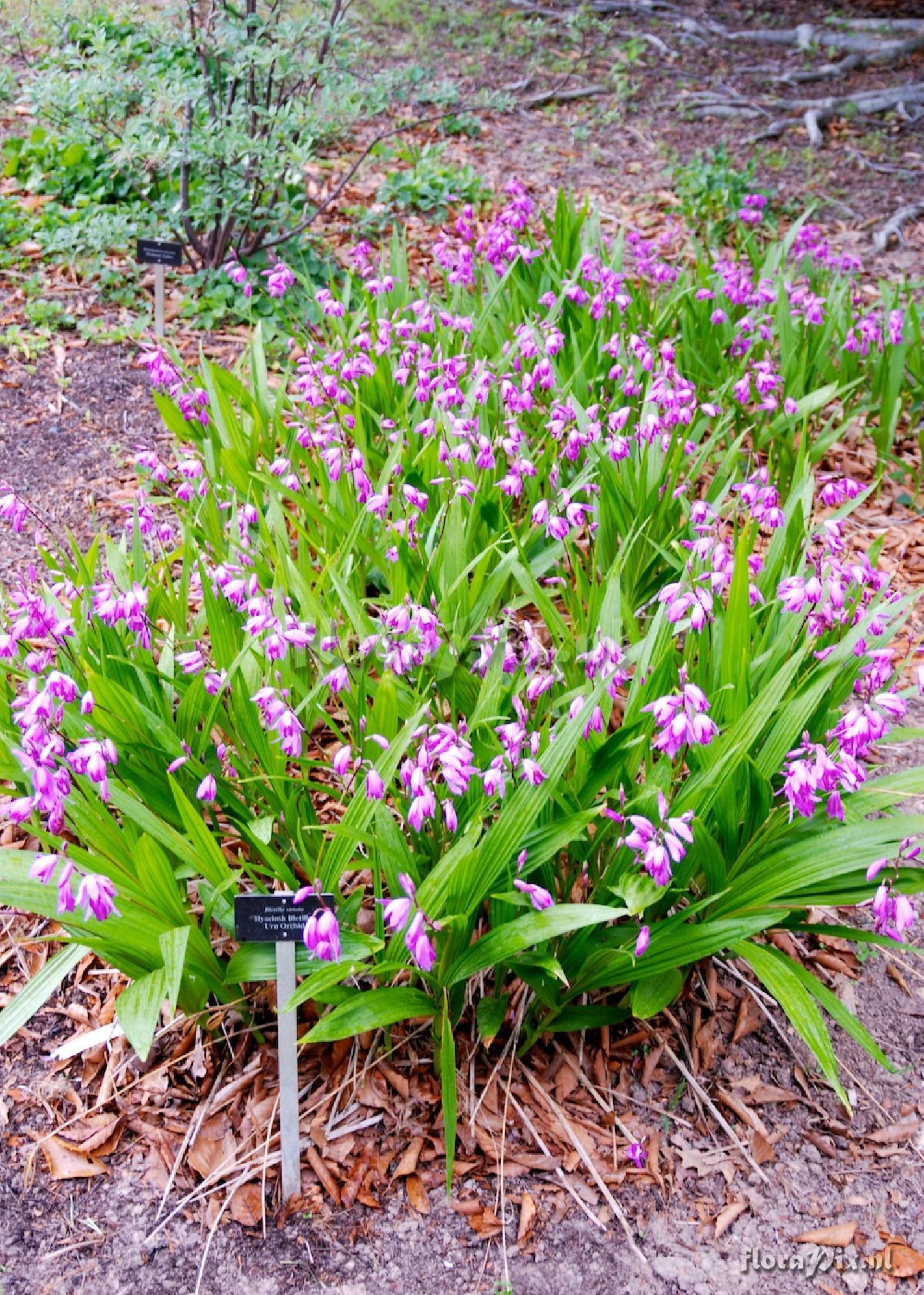 Bletilla striata