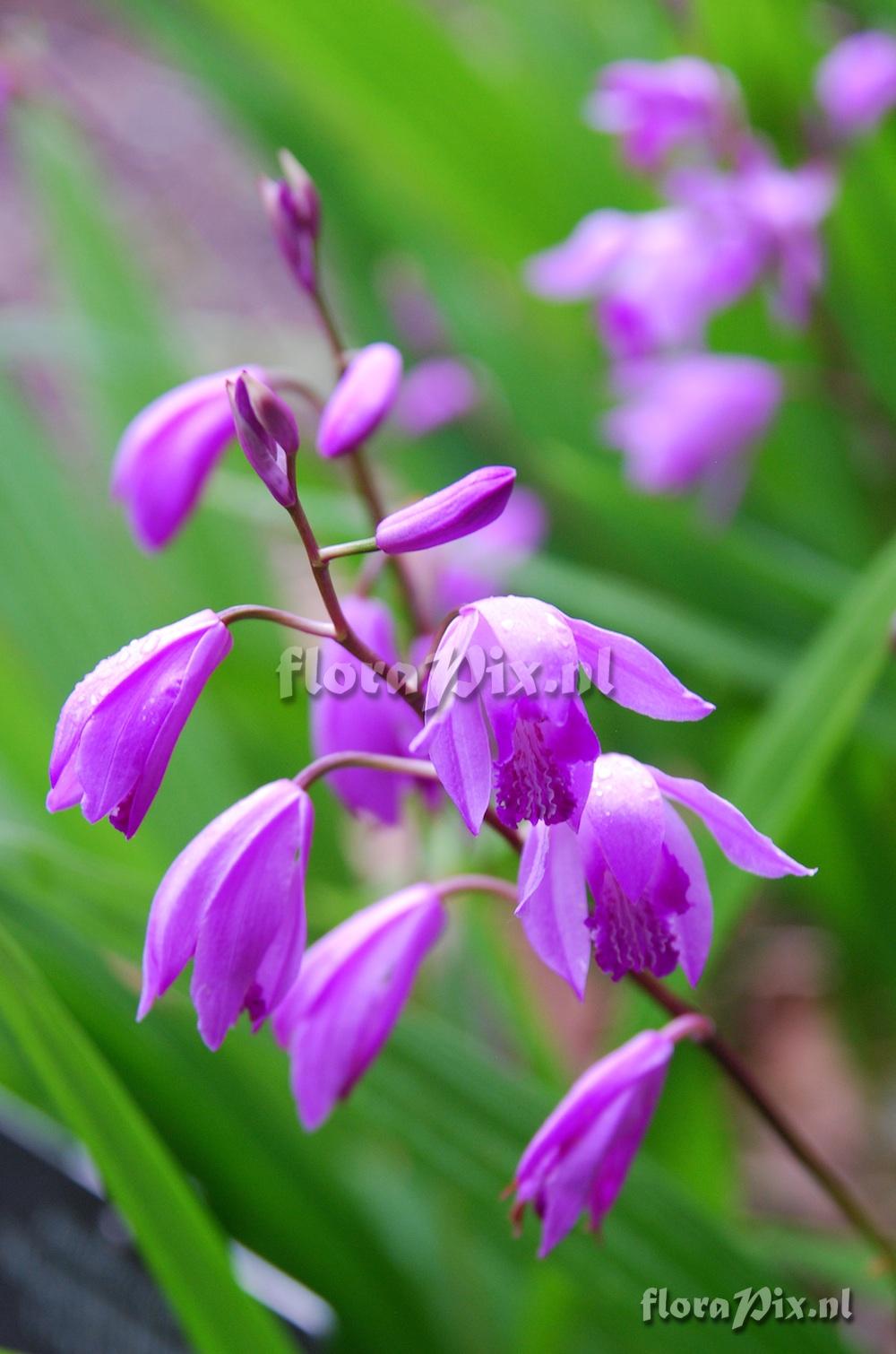 Bletilla striata