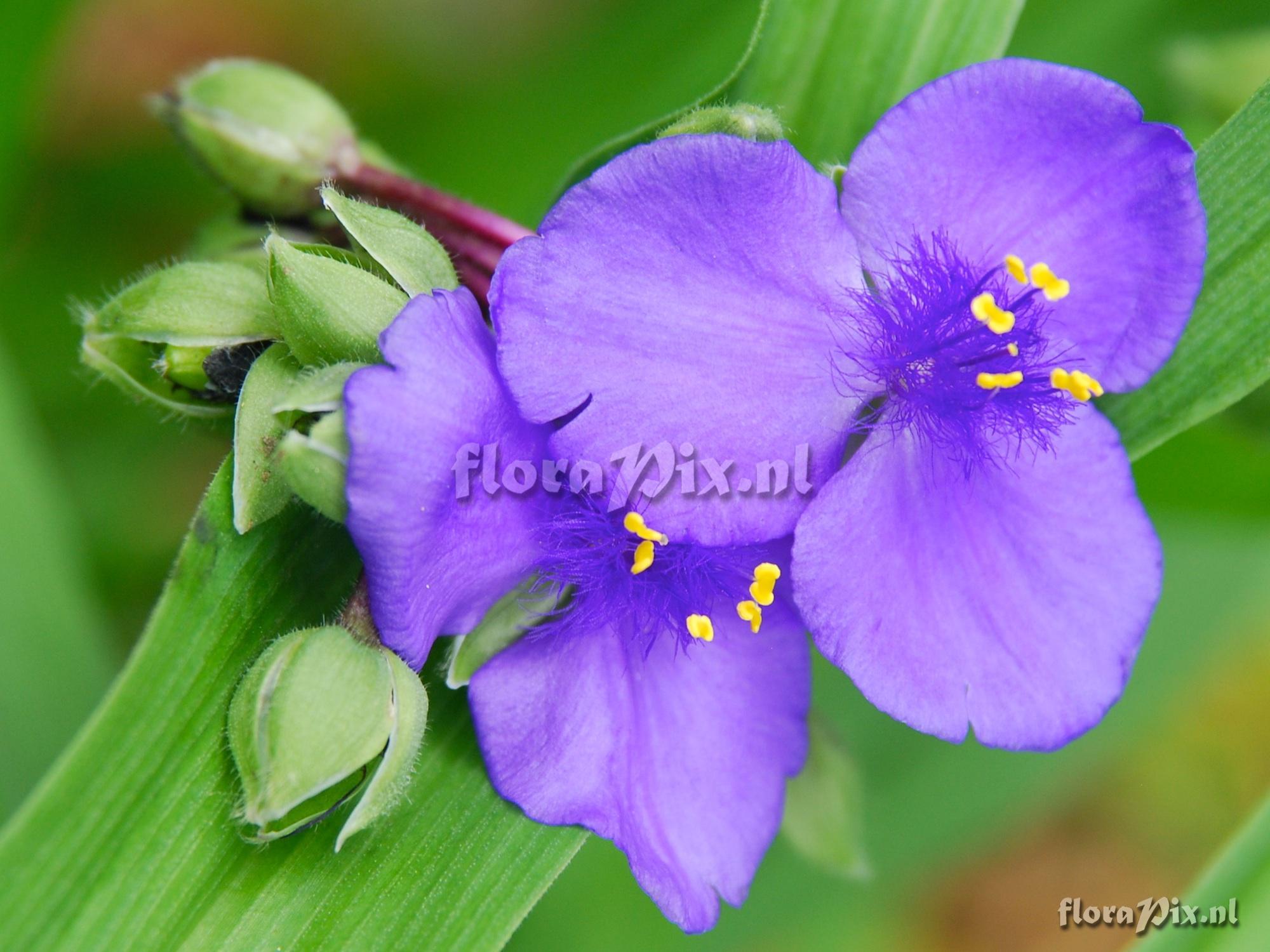 Tradescantia andersoniana