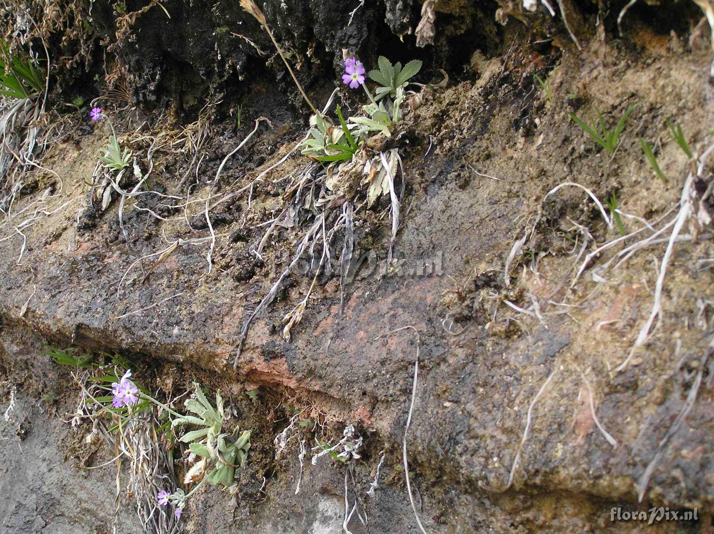 Primula specuicola habitat