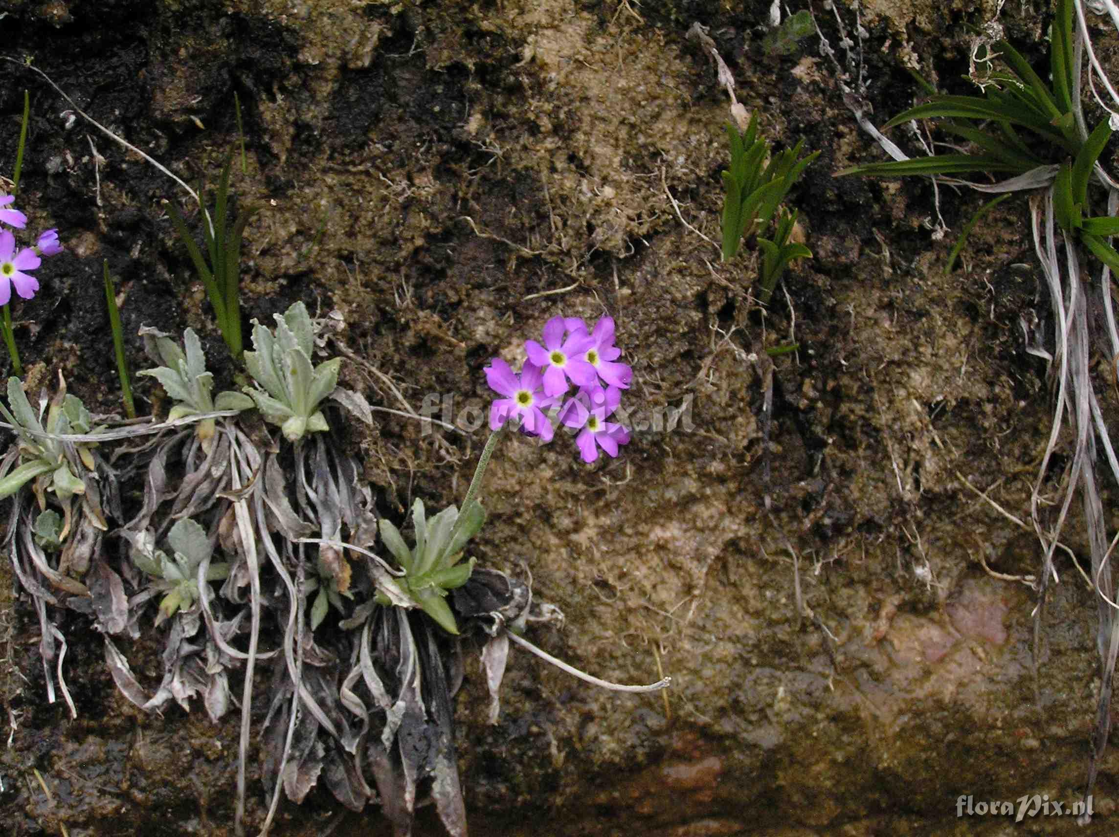 Primula specuicola habitat