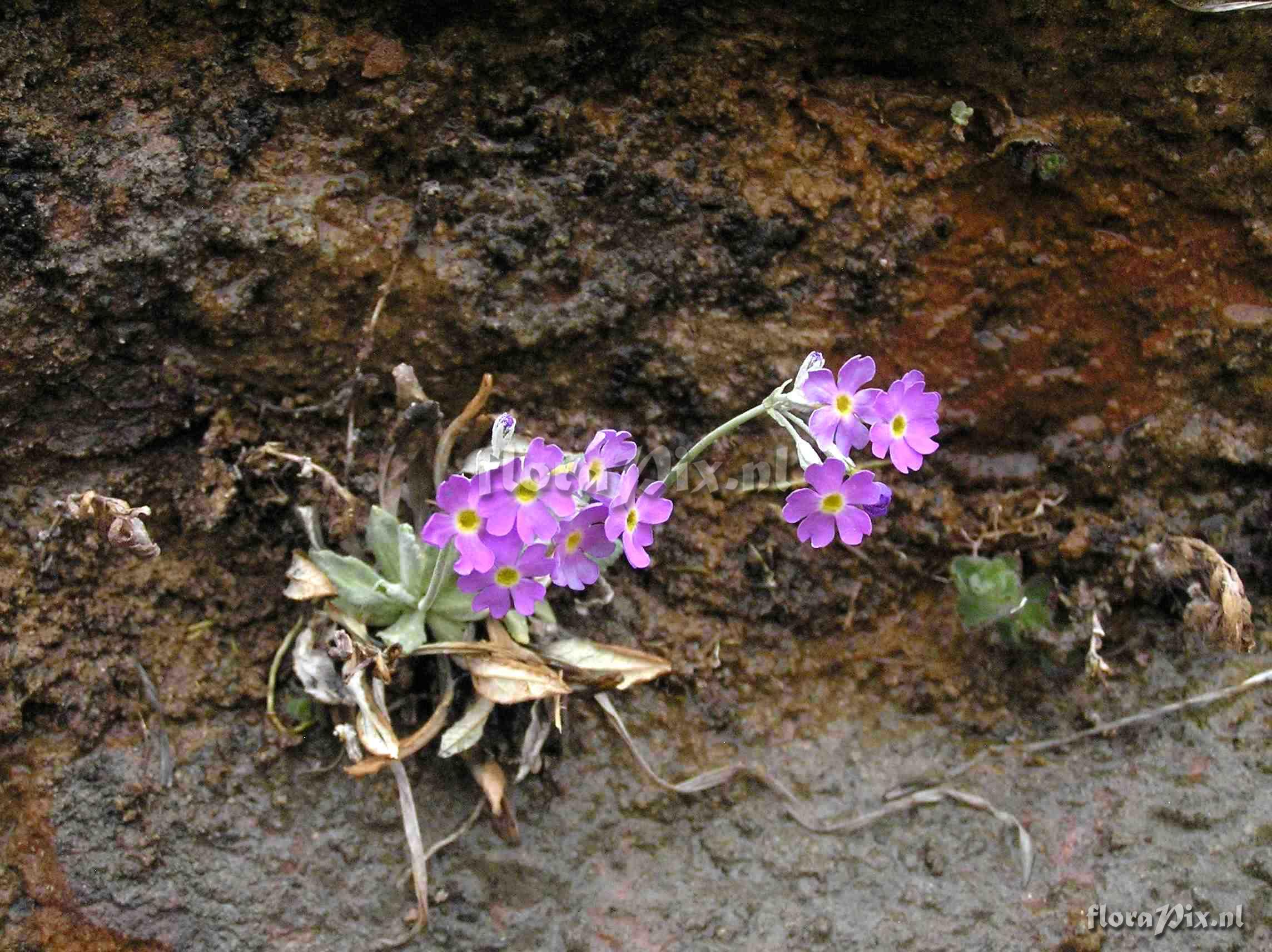 Primula specuicola habitat