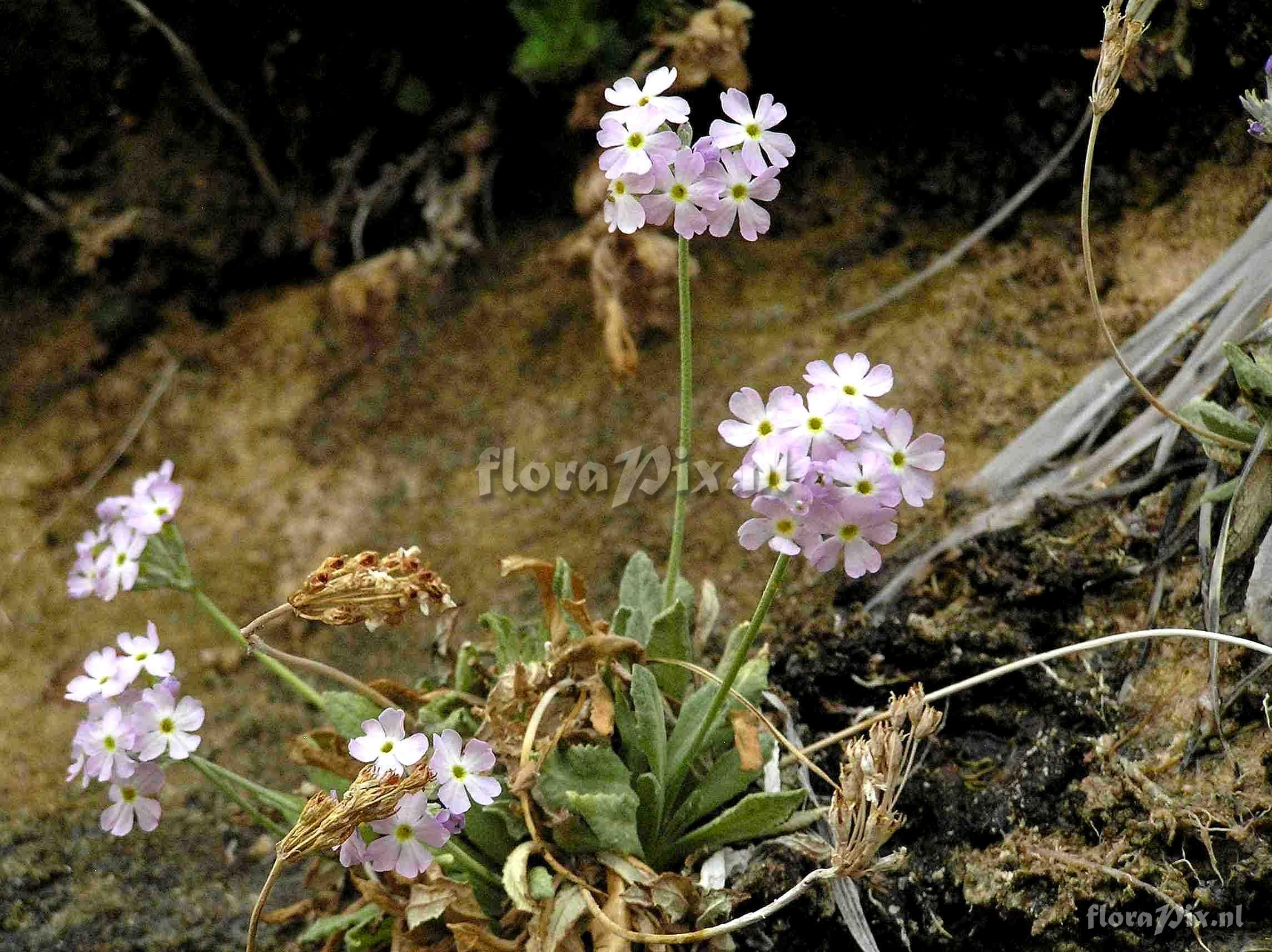 Primula specuicola habitat