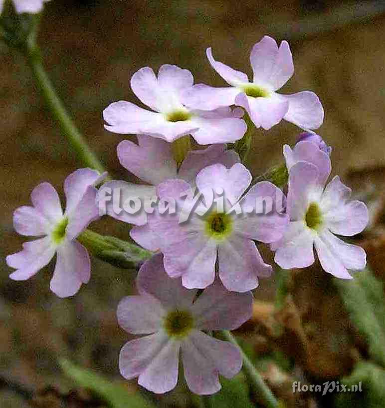 Primula specuicola habitat