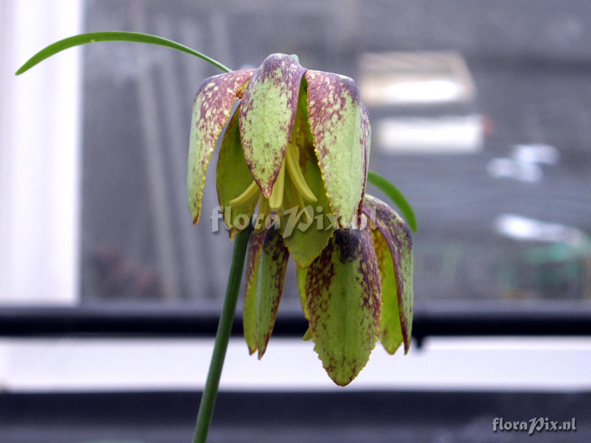 Fritillaria maximowiczii 