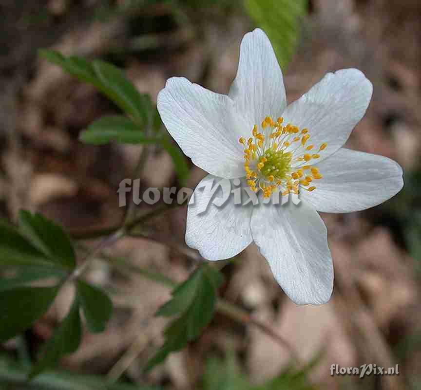 Anemone nemorosa