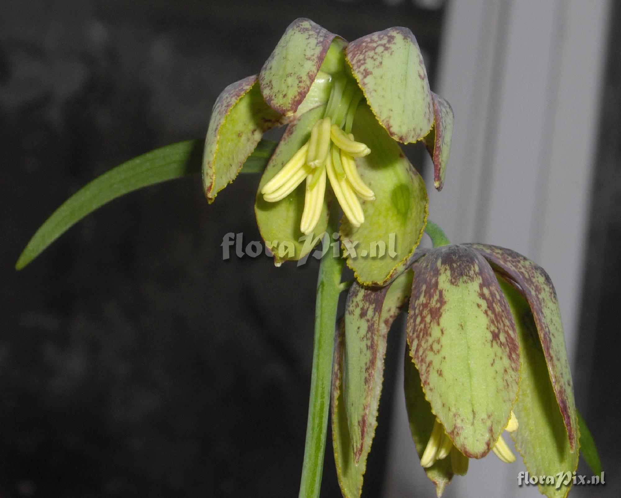 Fritillaria maximowiczii 