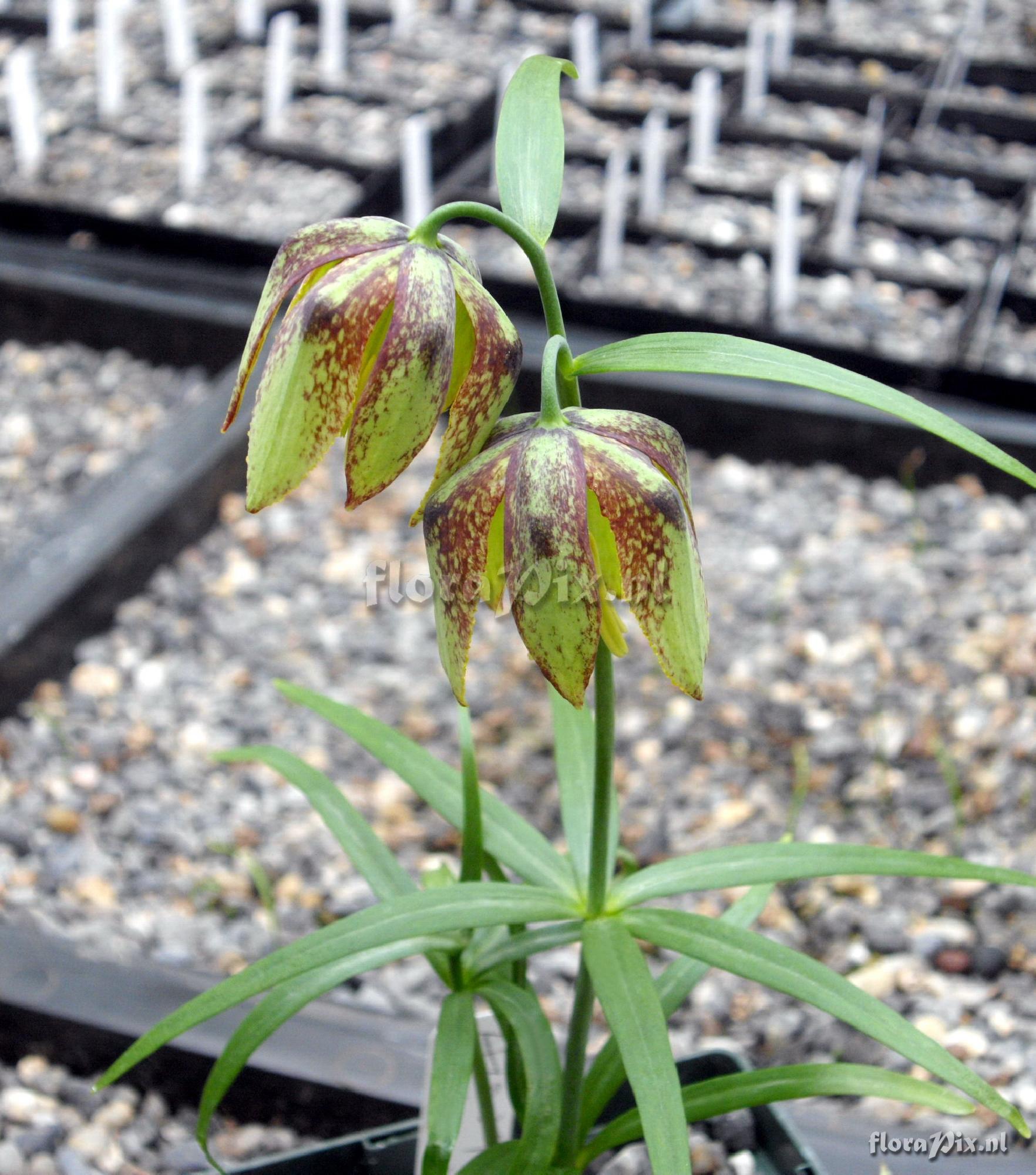 Fritillaria maximowiczii 