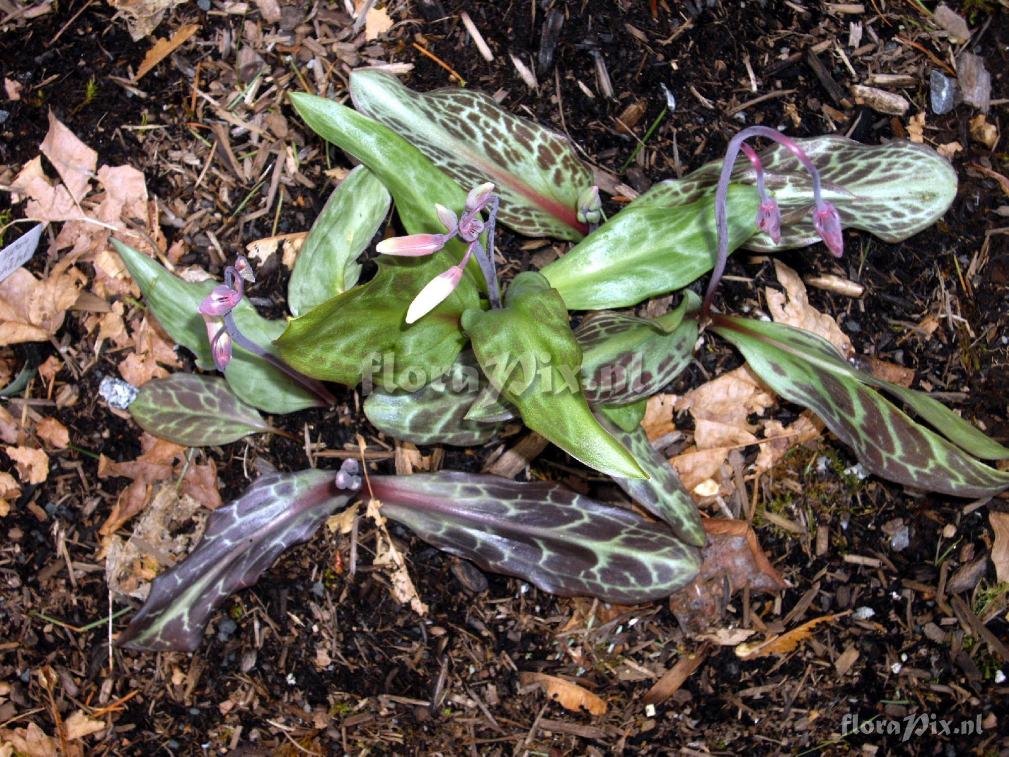 Erythronium hendersonii