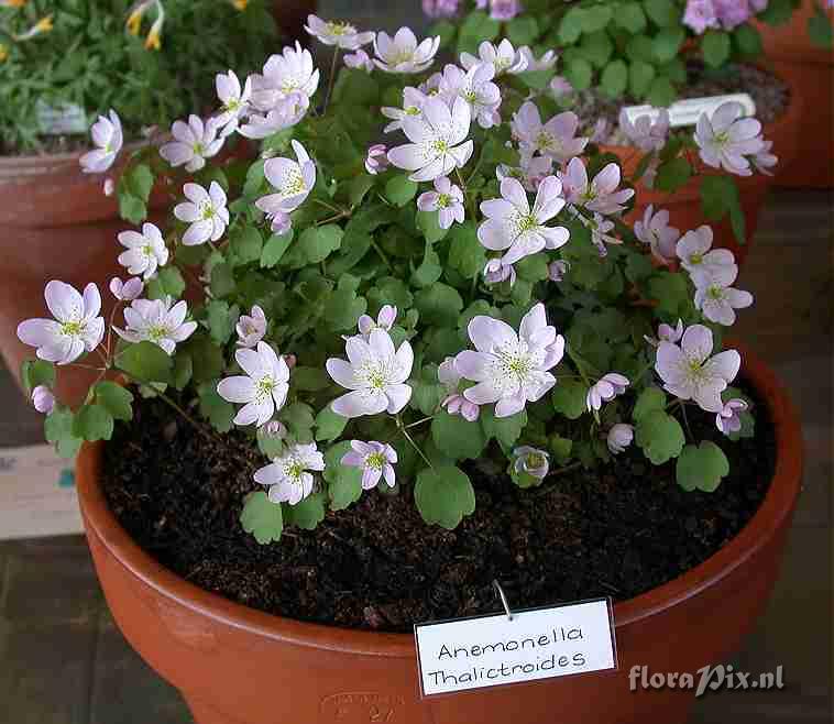 Thalictrum thalictroides 