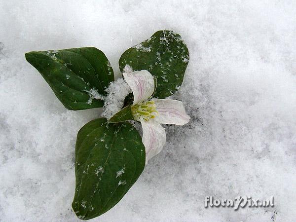 Trillium nivale