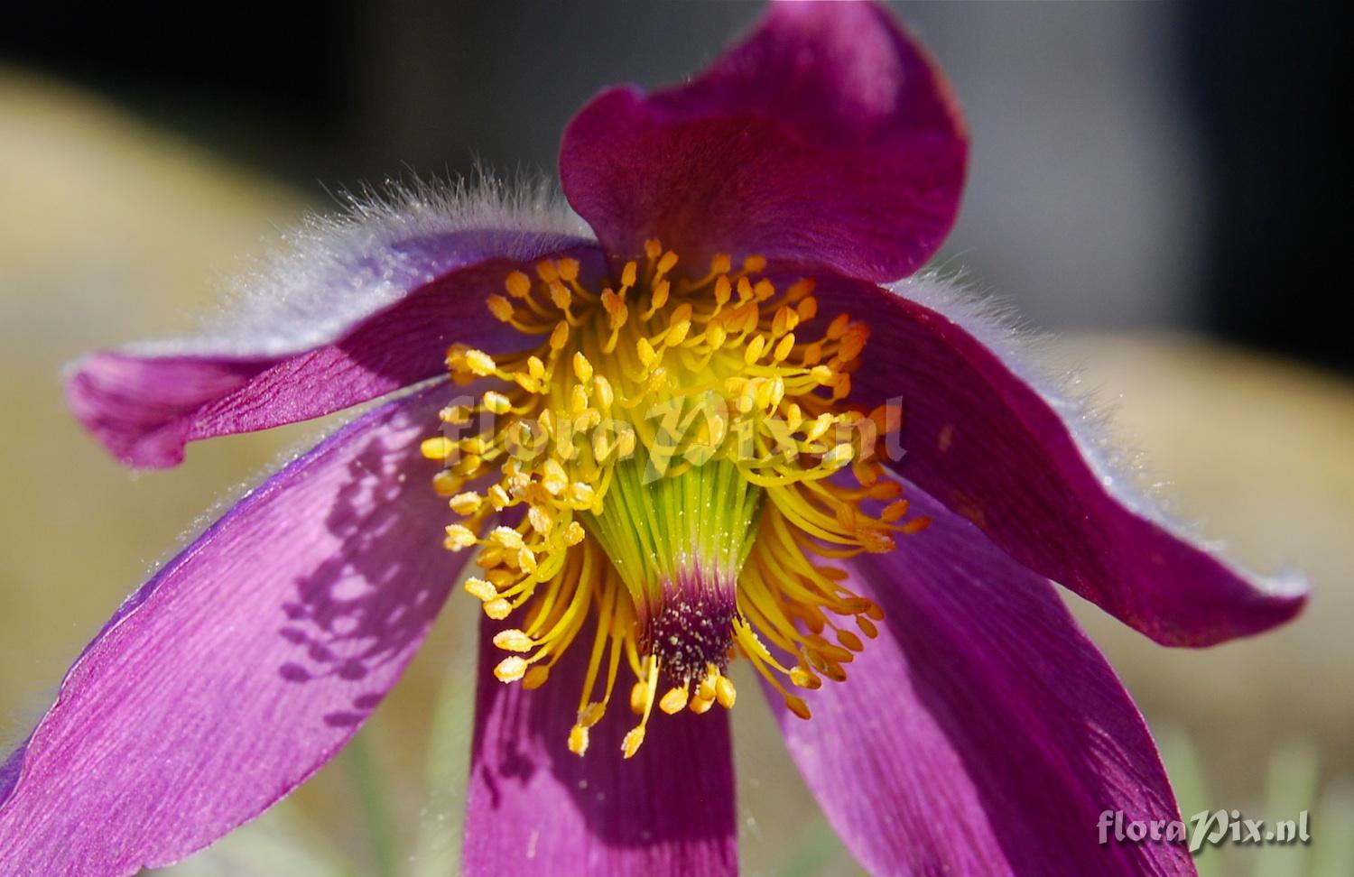 Pulsatilla species Close-up