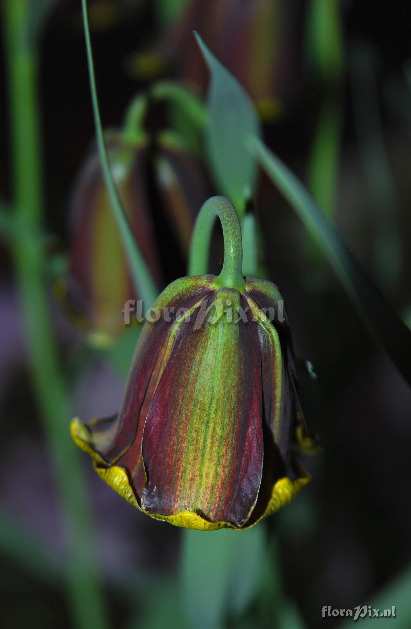 Fritillaria pyrenaica