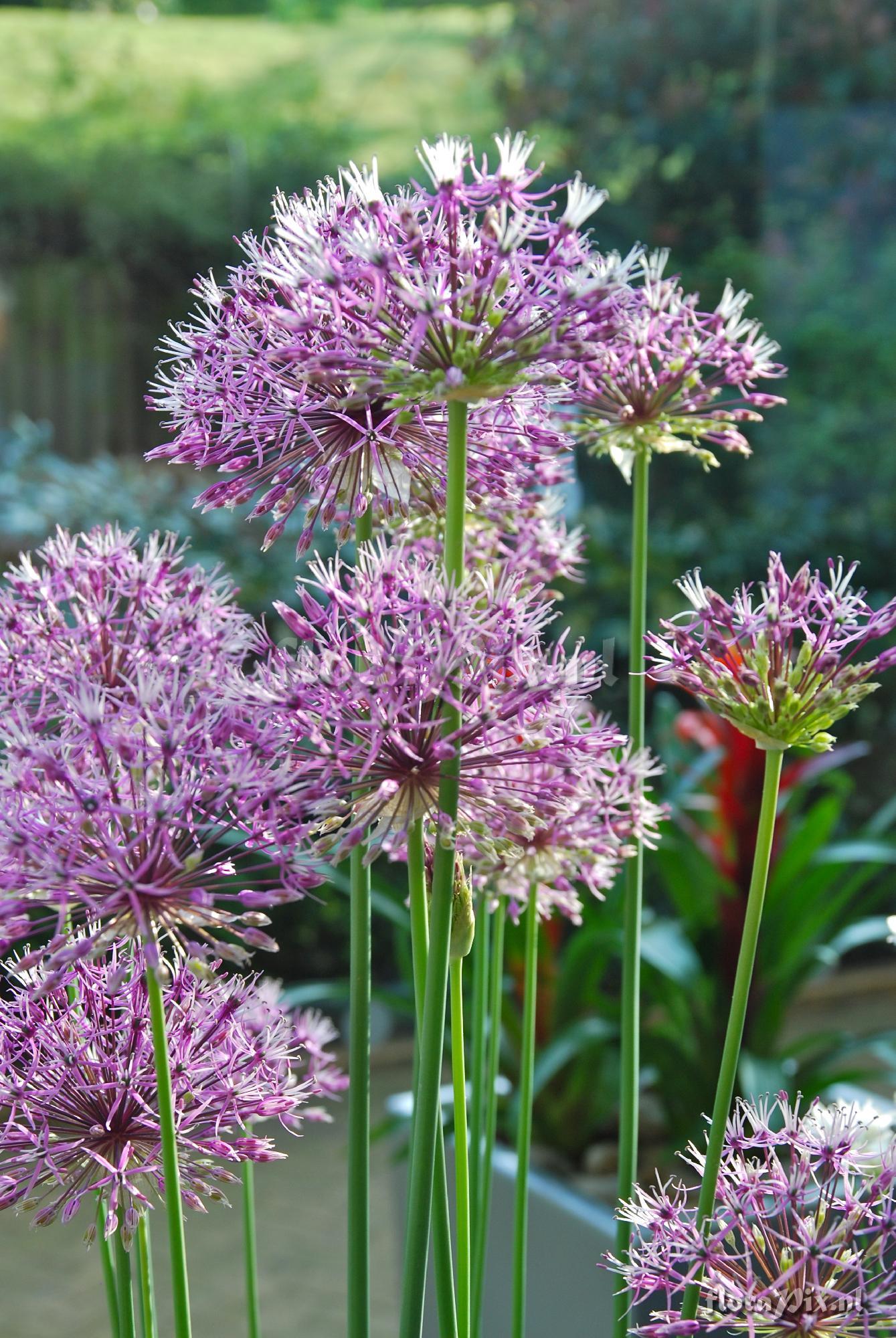 Allium rosenbachianum