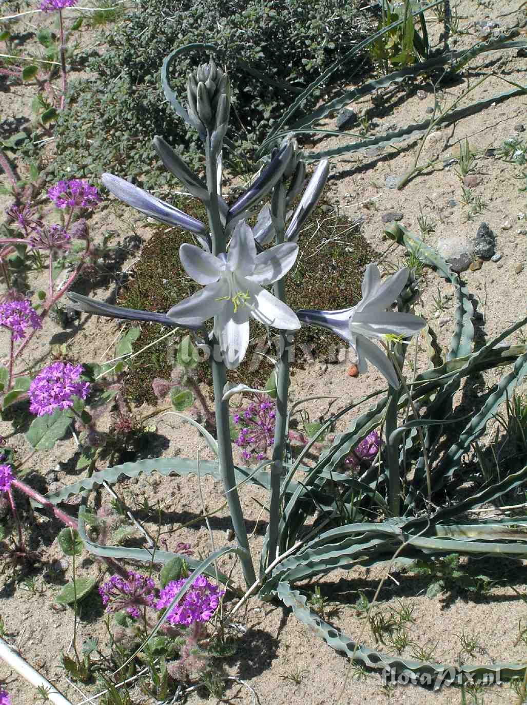 Hesperocallis undulata