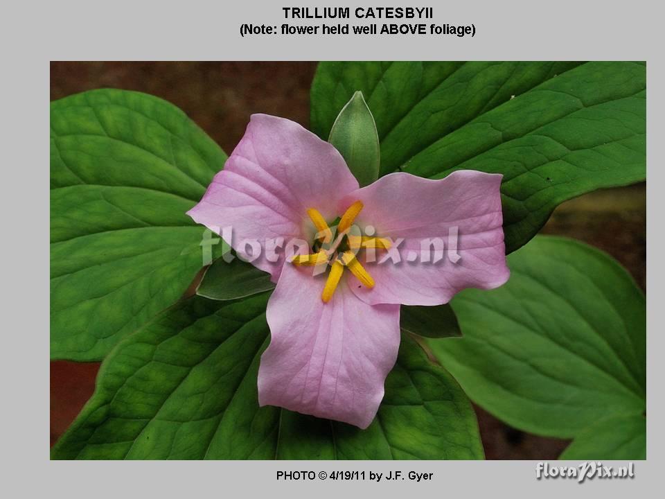 Trillium catesbyii