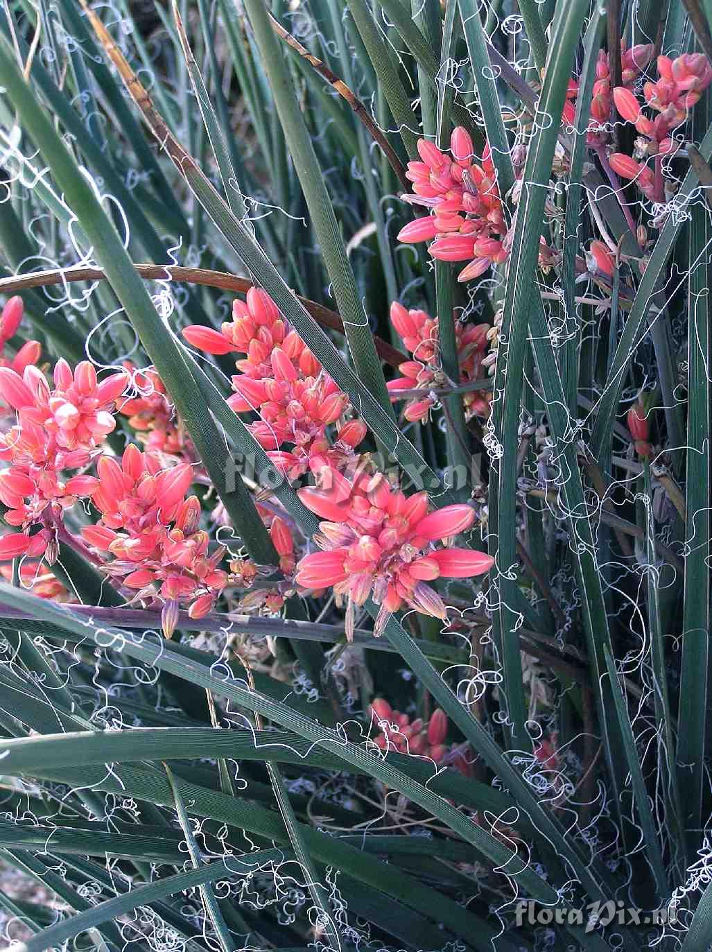 Hesperaloe parviflora