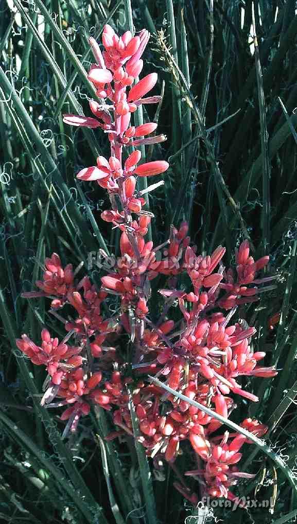 Hesperaloe parviflora