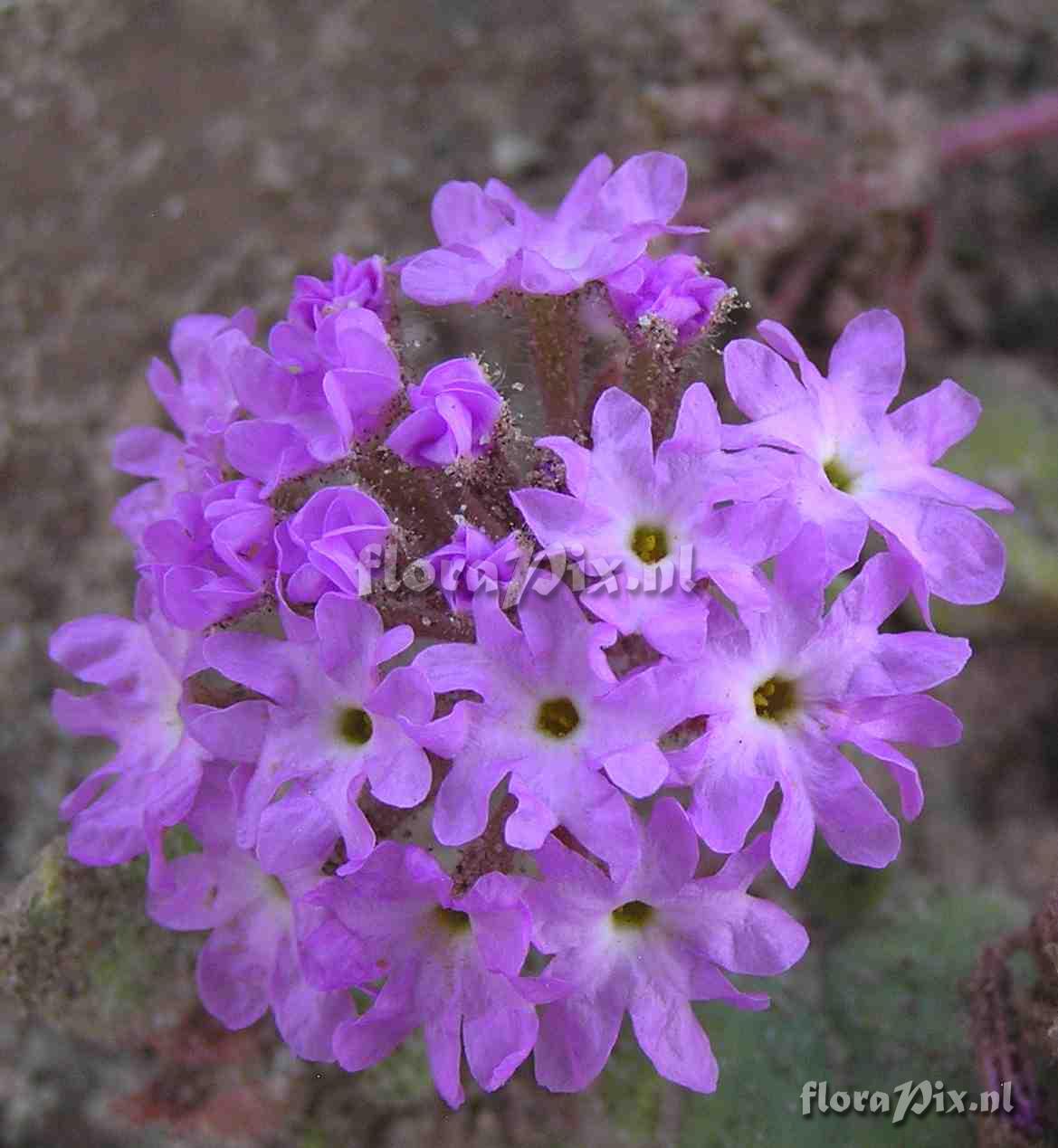 Abronia villosa