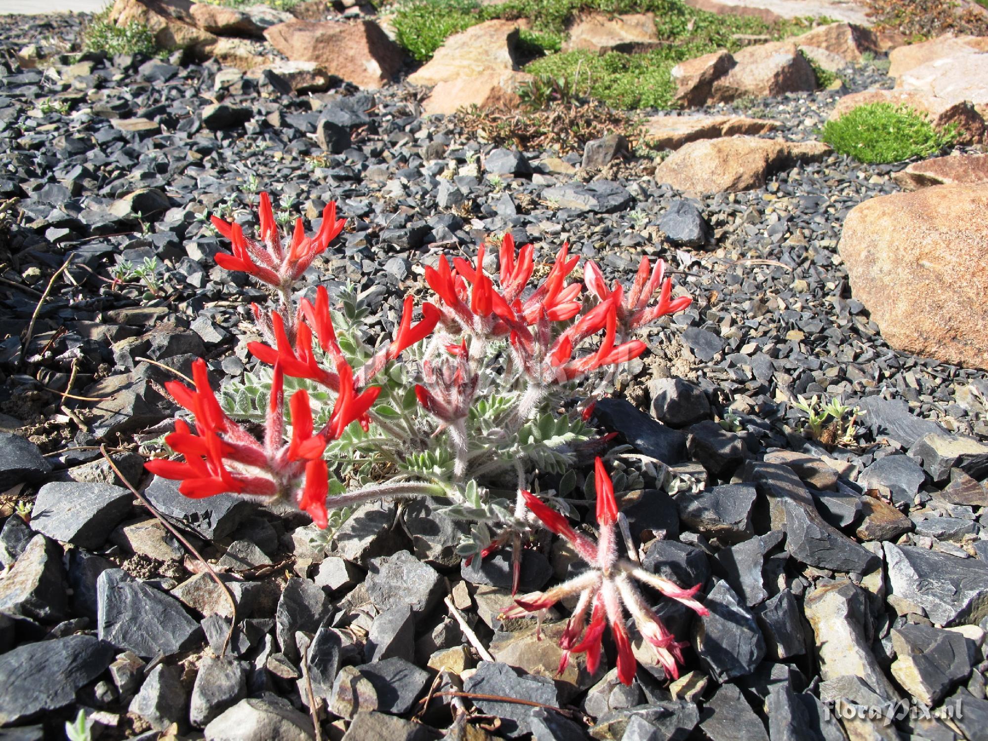 Astragalus coccineus