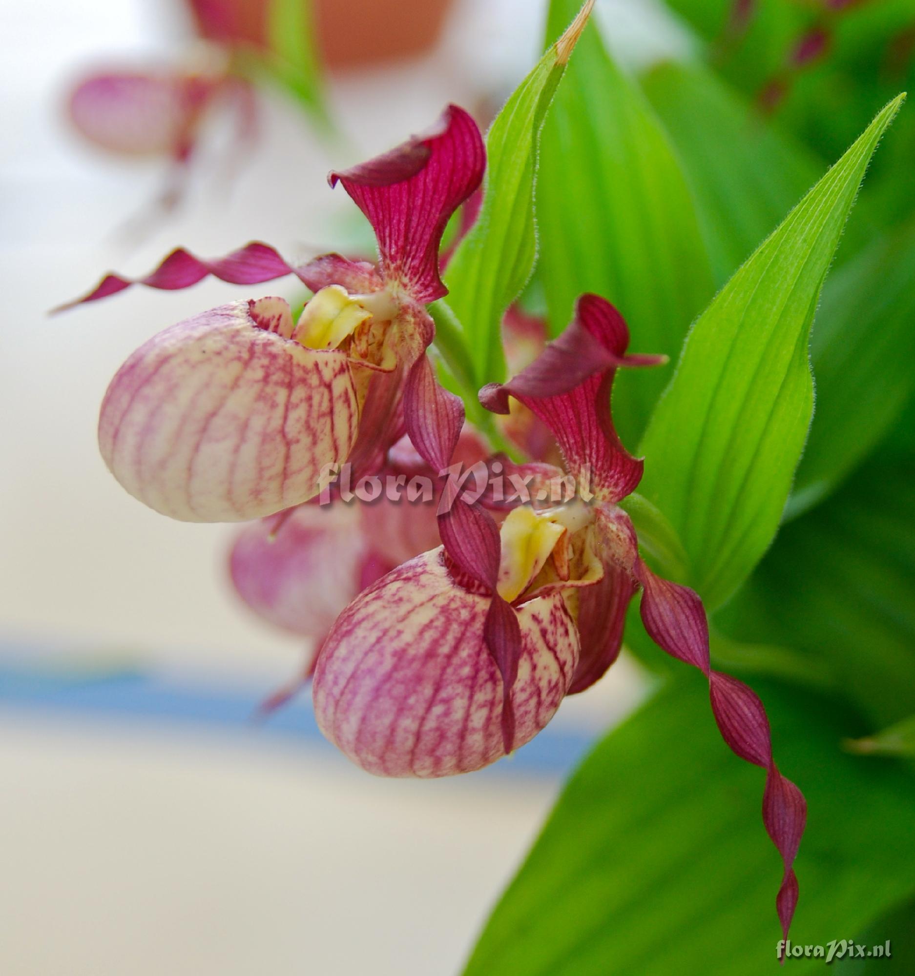 Cypripedium 