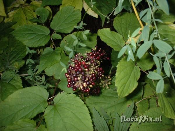 Aralia racemosa