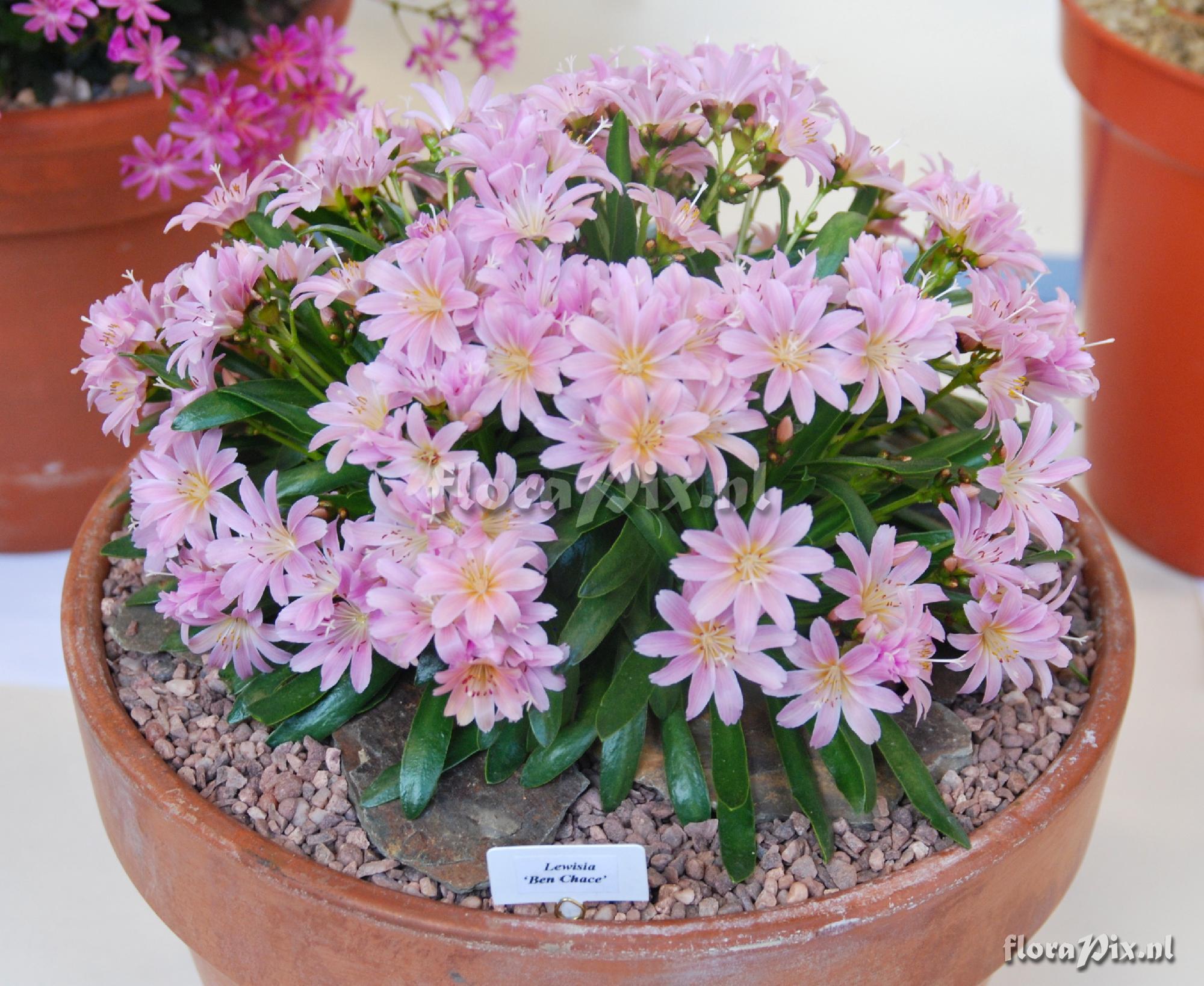 Lewisia 