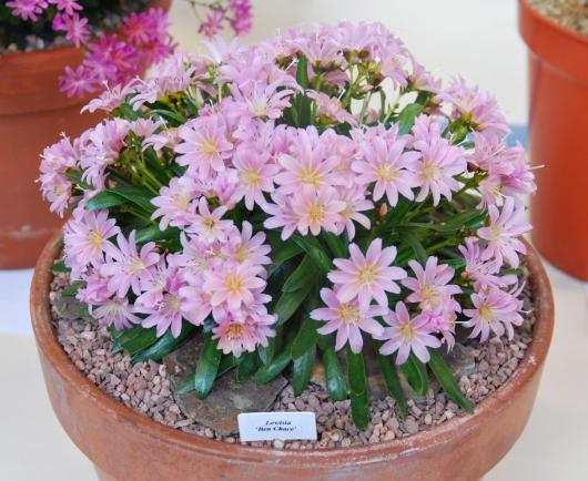 Lewisia 'Ben Chace'