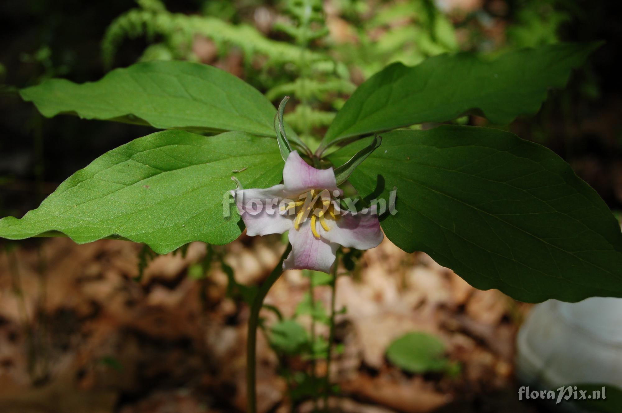 Trillium sp