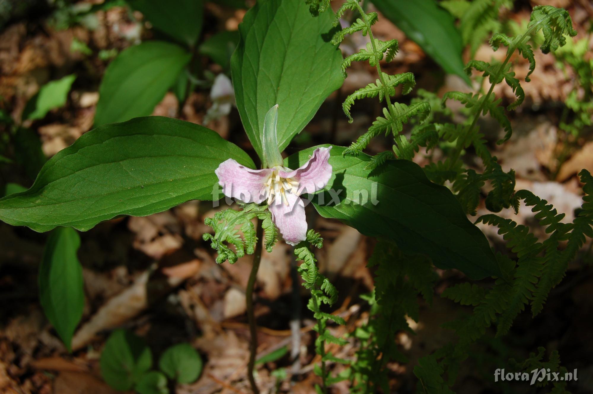 Trillium sp