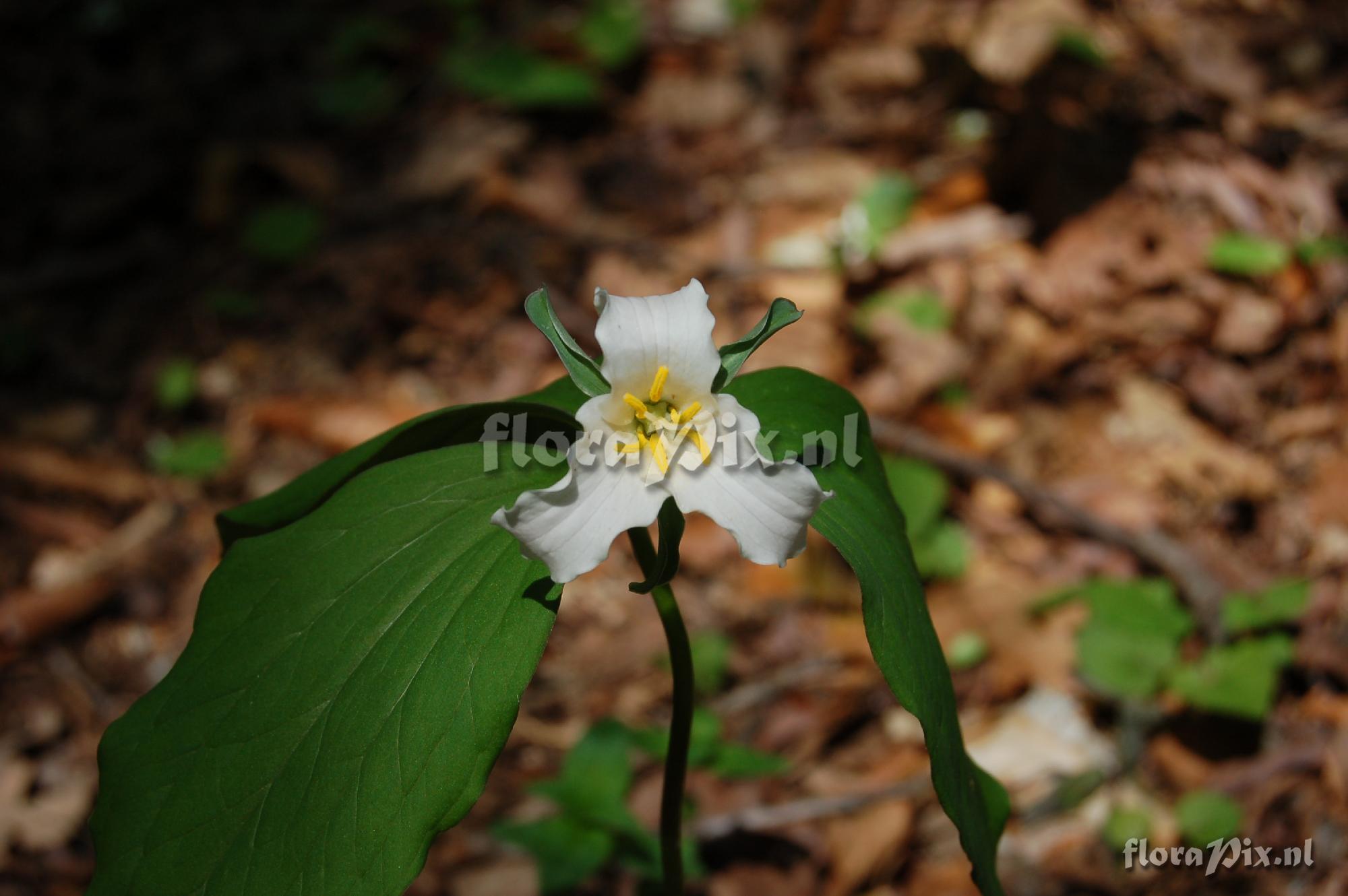 Trillium sp