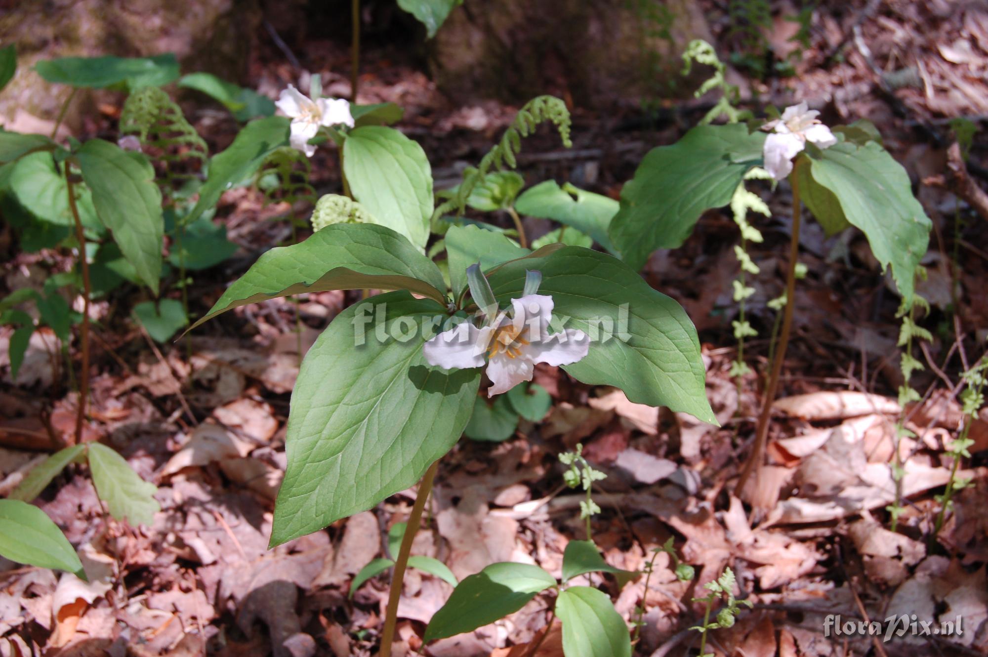 Trillium sp